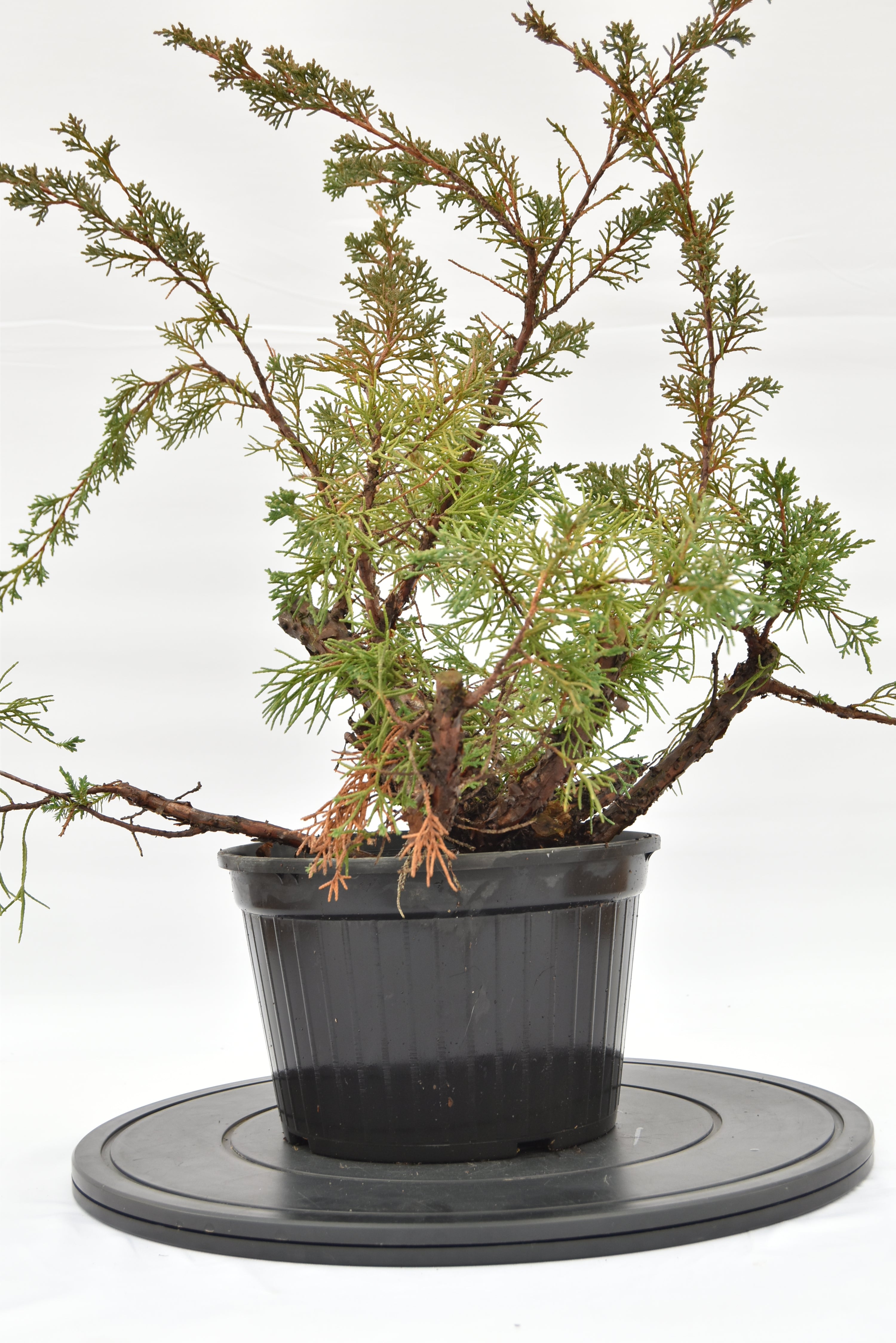 Ginepro Kishu € 100 | La Gemma del bonsai