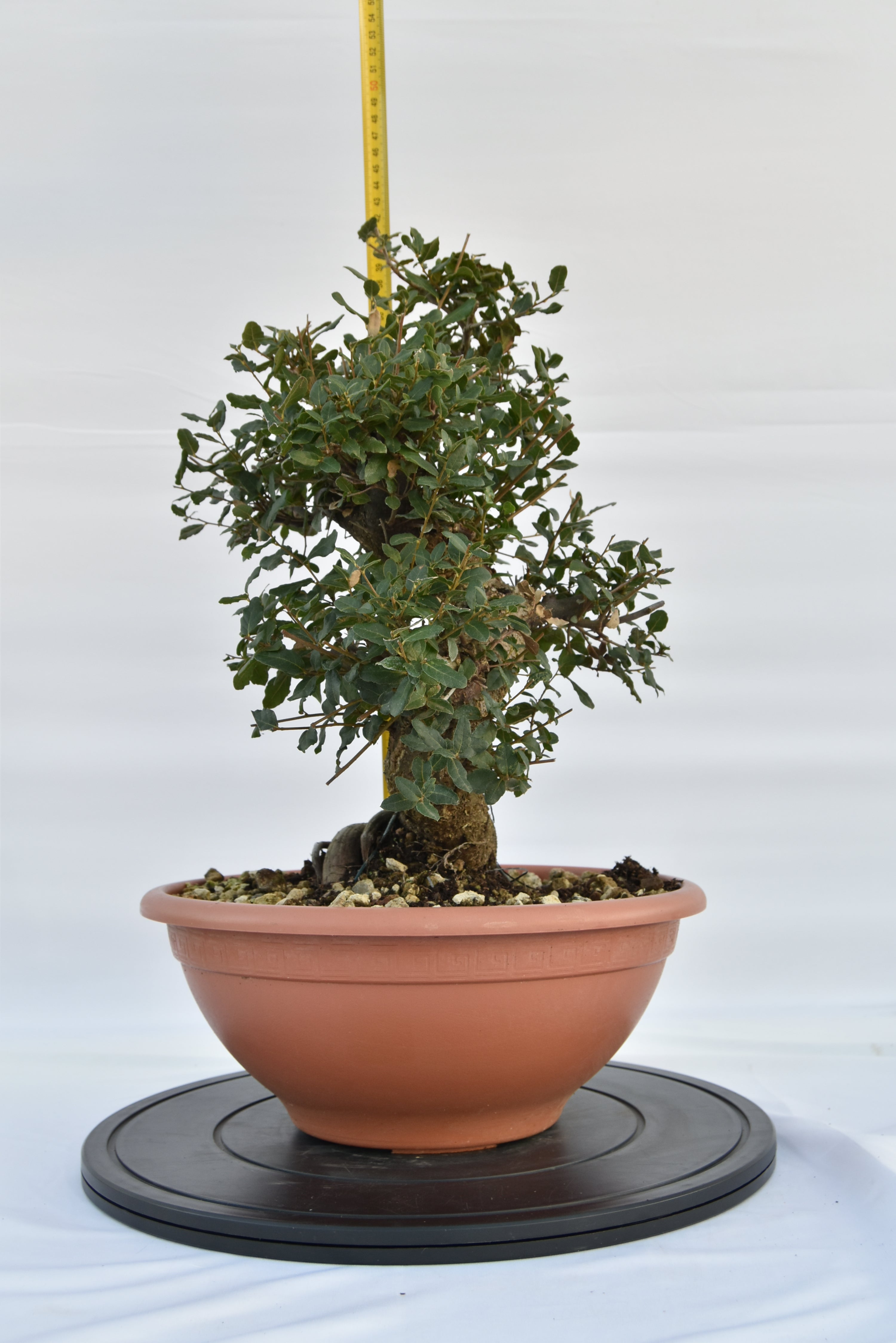 Quercia Sughera €380 | La Gemma del bonsai