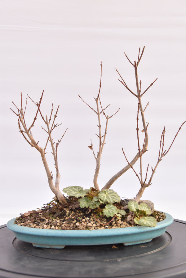 Boschetto Acero Tridente € 160 | La Gemma del bonsai
