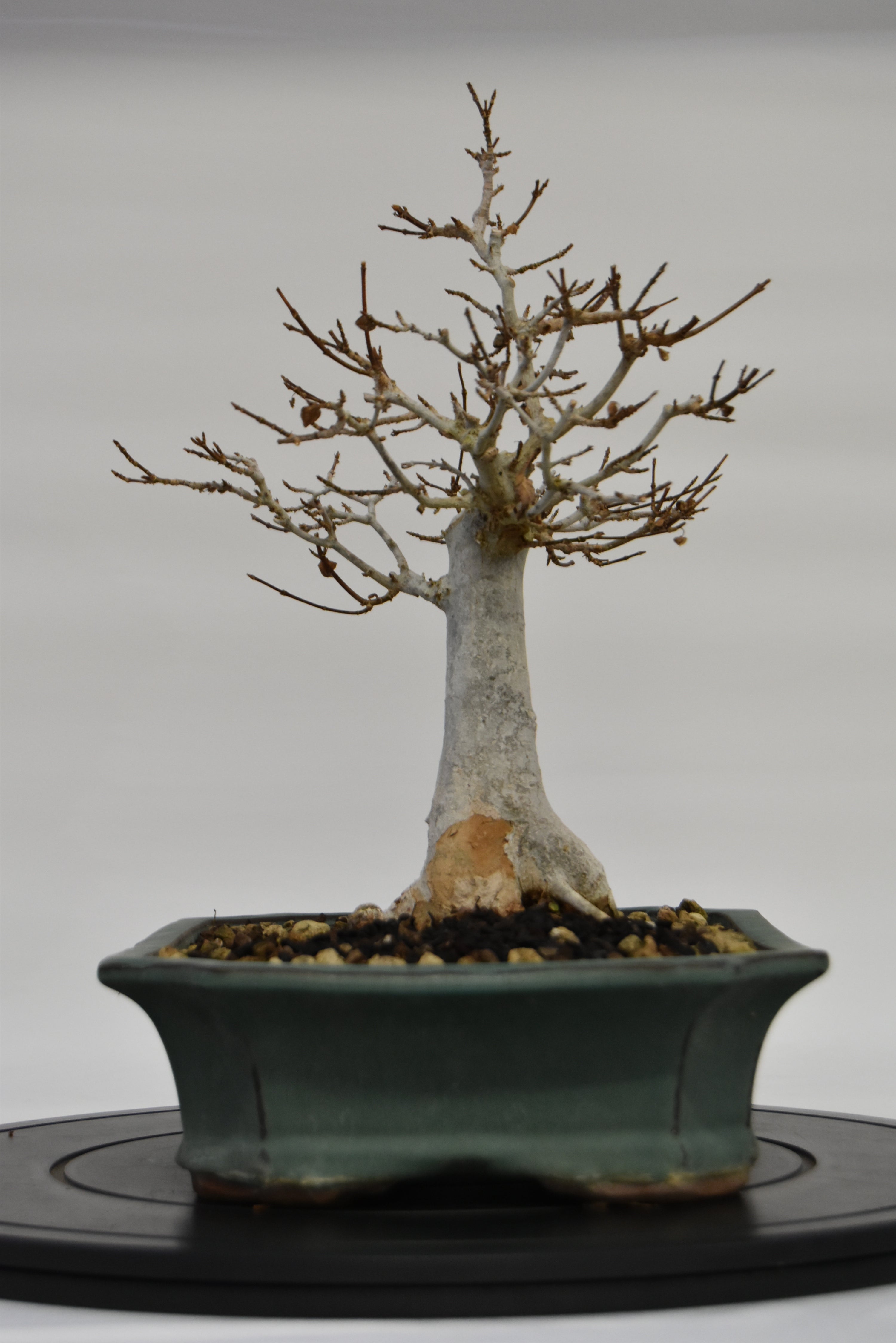 Acero Tridente € 220 | La Gemma del bonsai