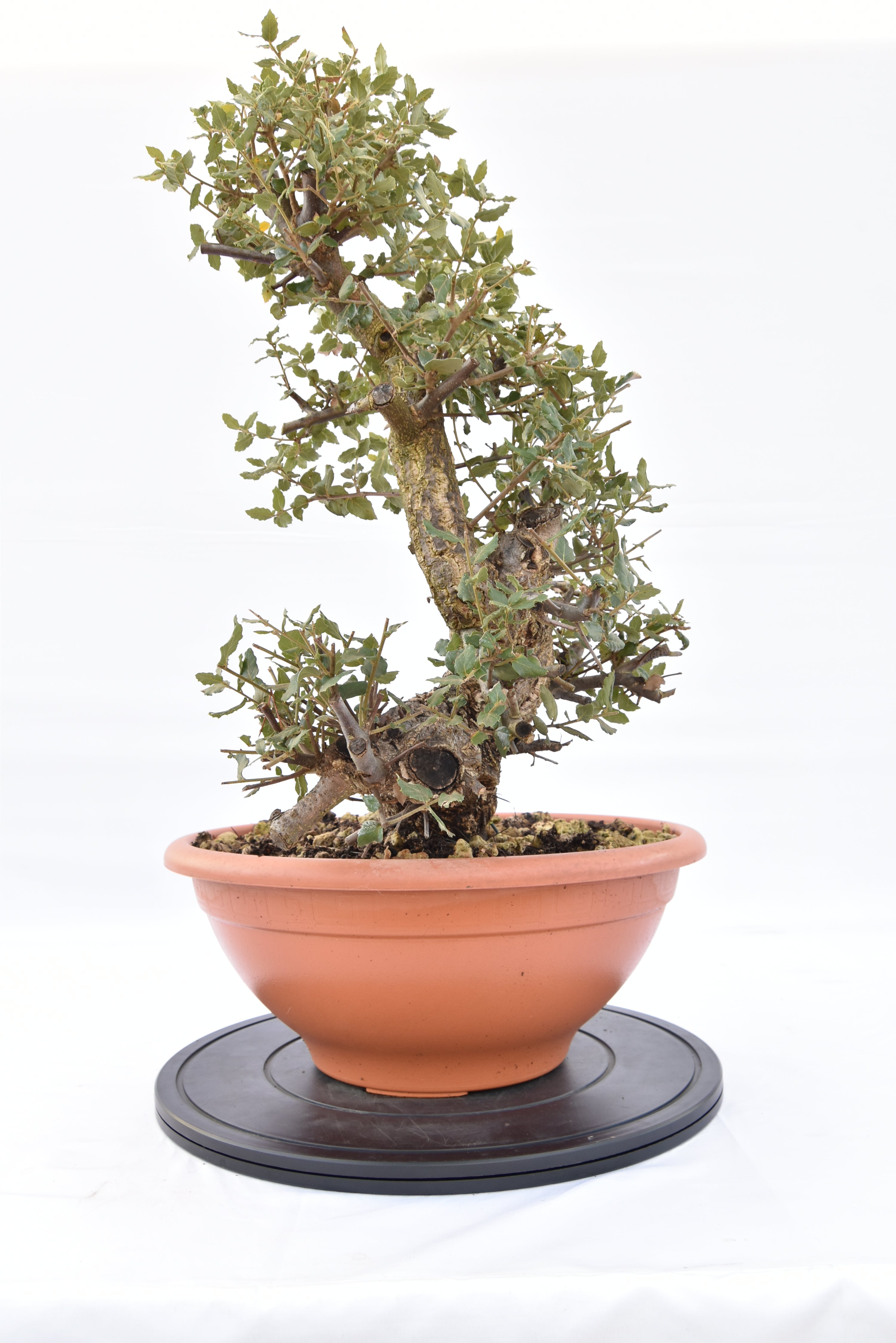 Quercia Sughera 380€ | La Gemma del bonsai