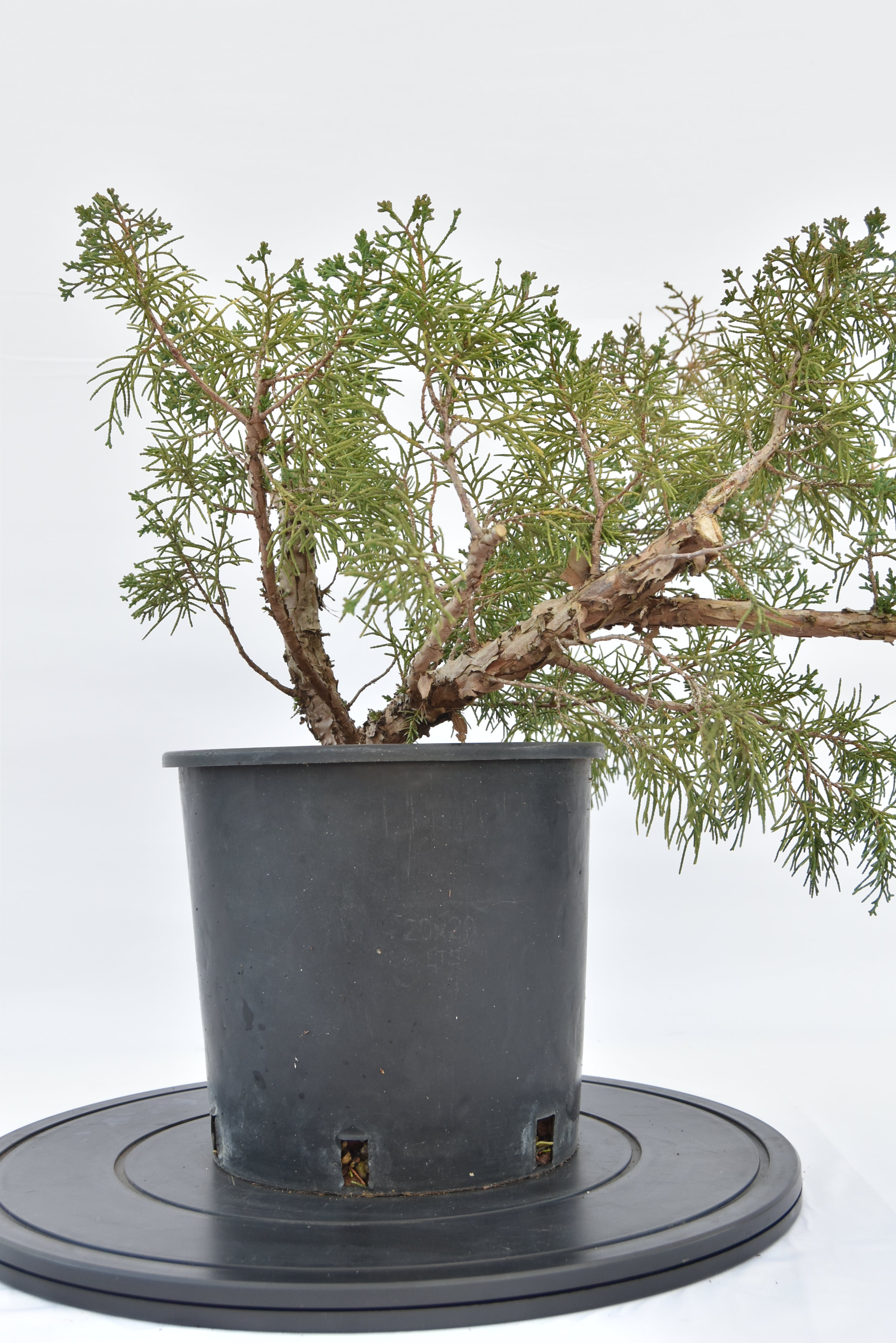 Ginepro Kishu € 100 | La Gemma del bonsai