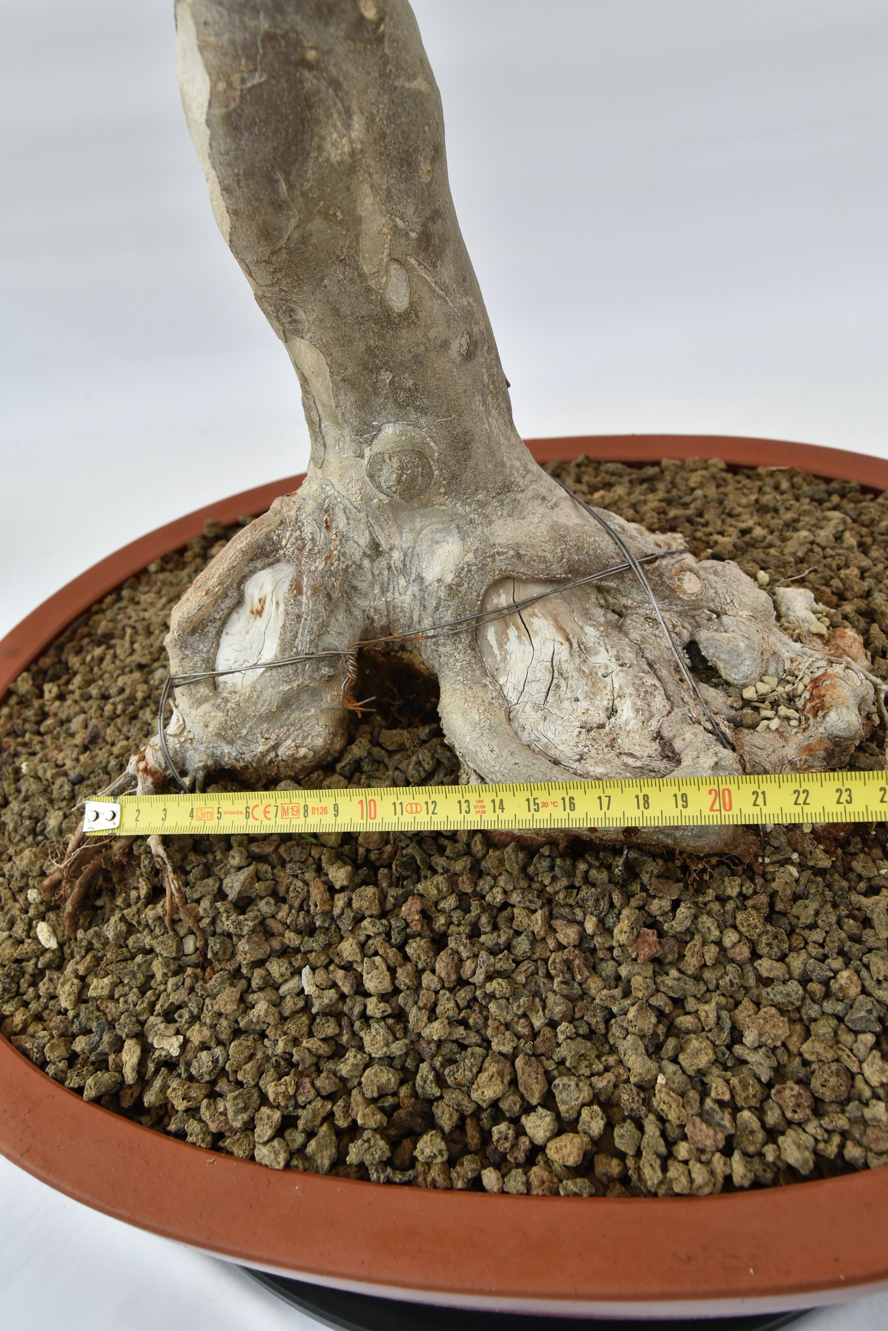 Acero Tridente € 1950 | La Gemma del bonsai