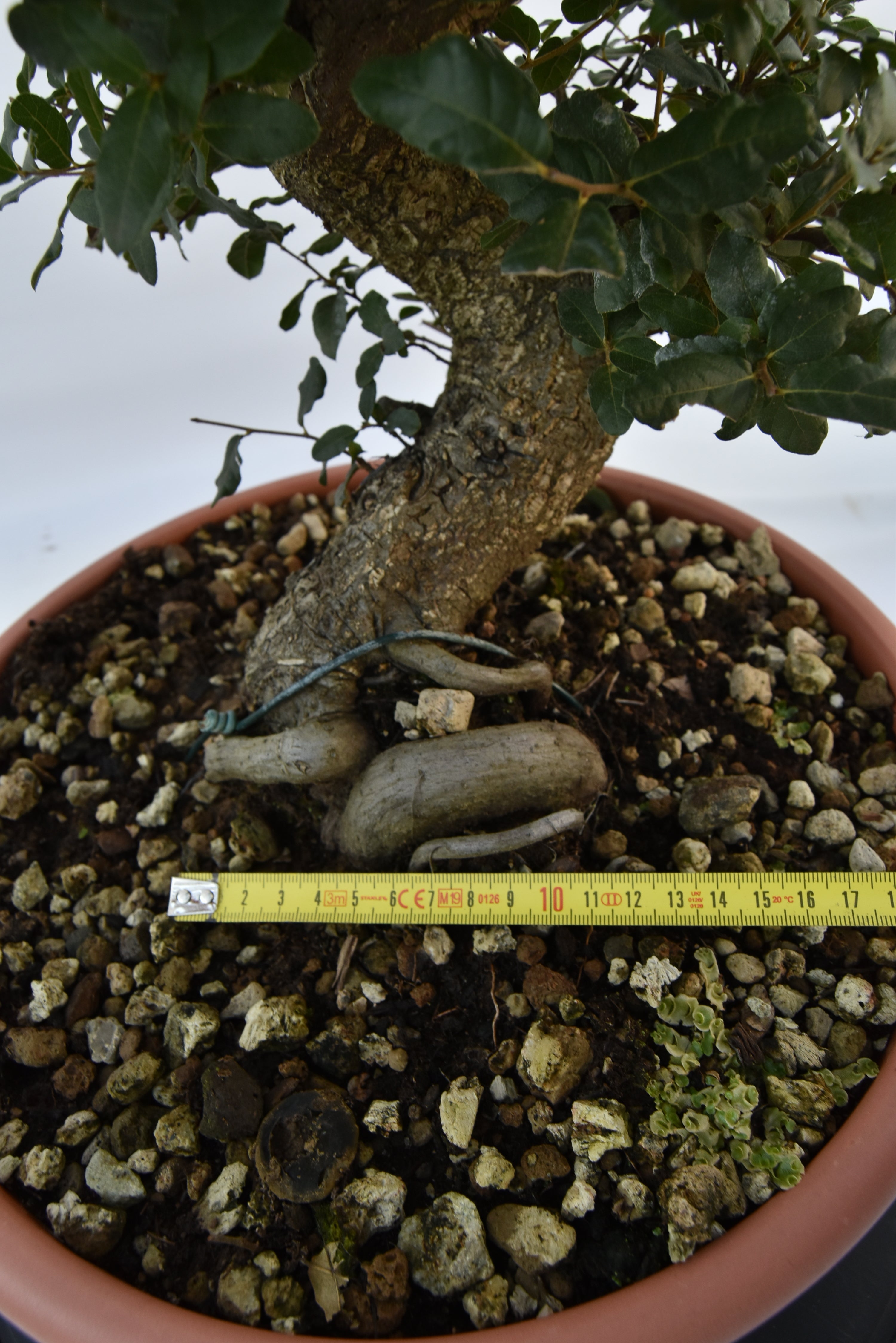 Quercia Sughera €380 | La Gemma del bonsai
