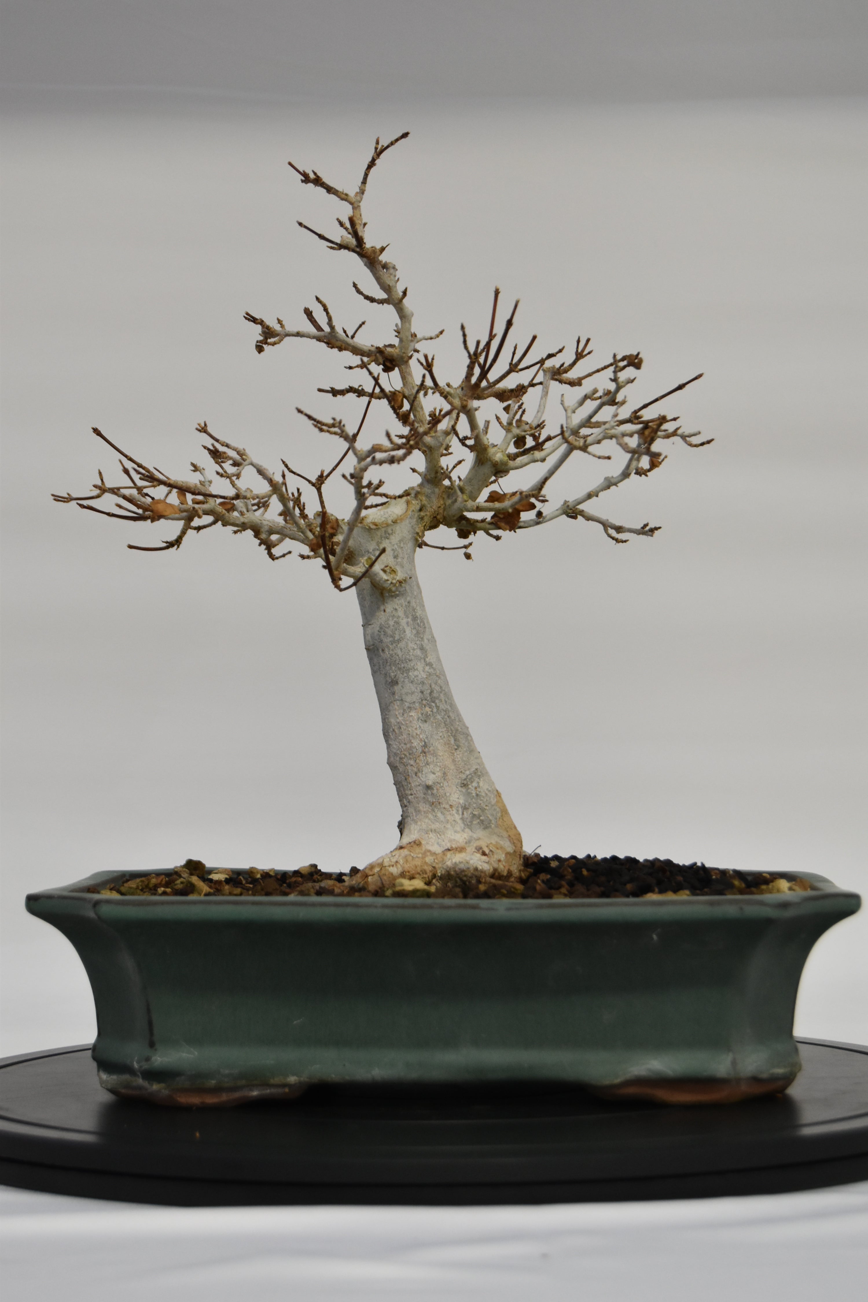 Acero Tridente € 220 | La Gemma del bonsai
