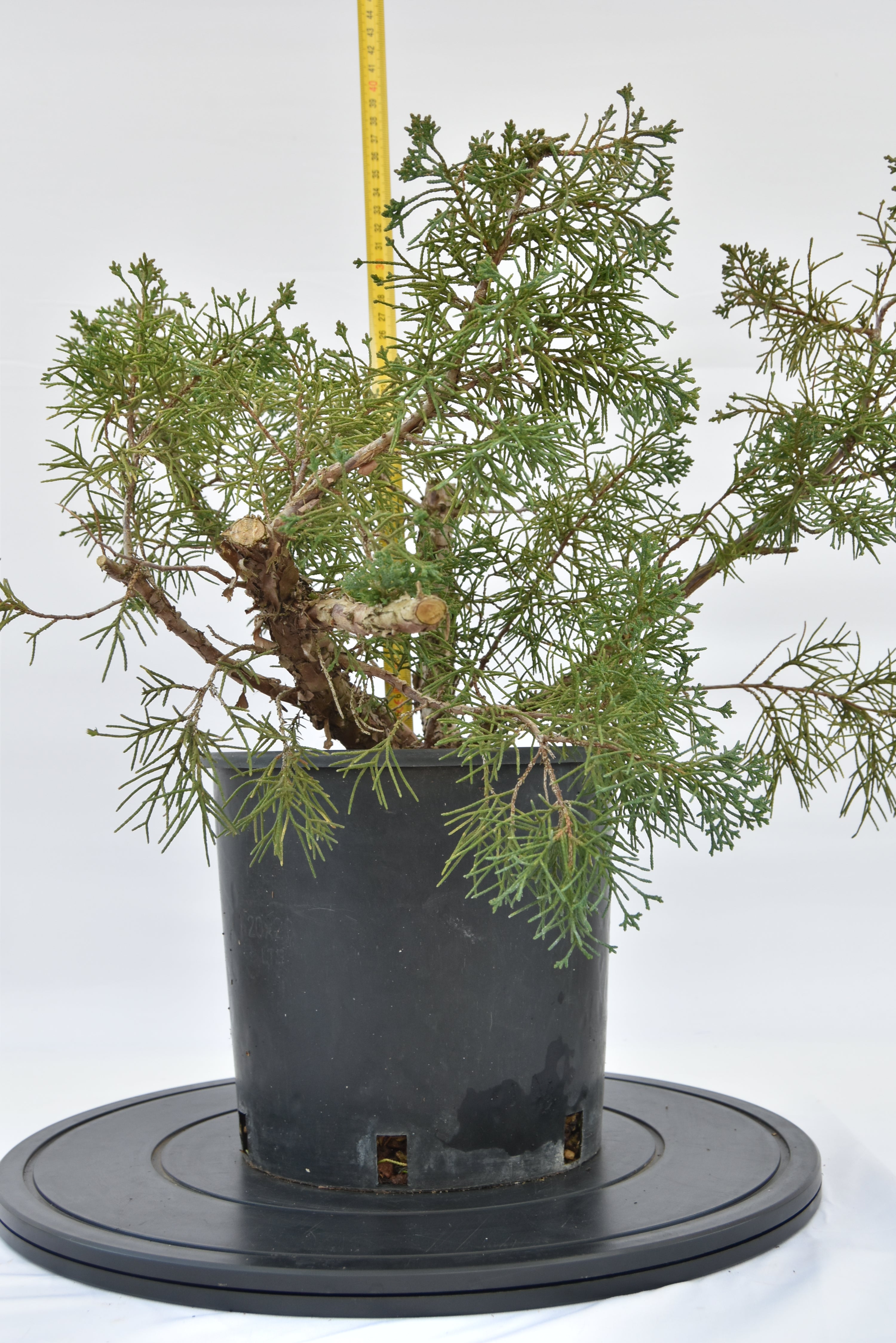 Ginepro Kishu € 100 | La Gemma del bonsai