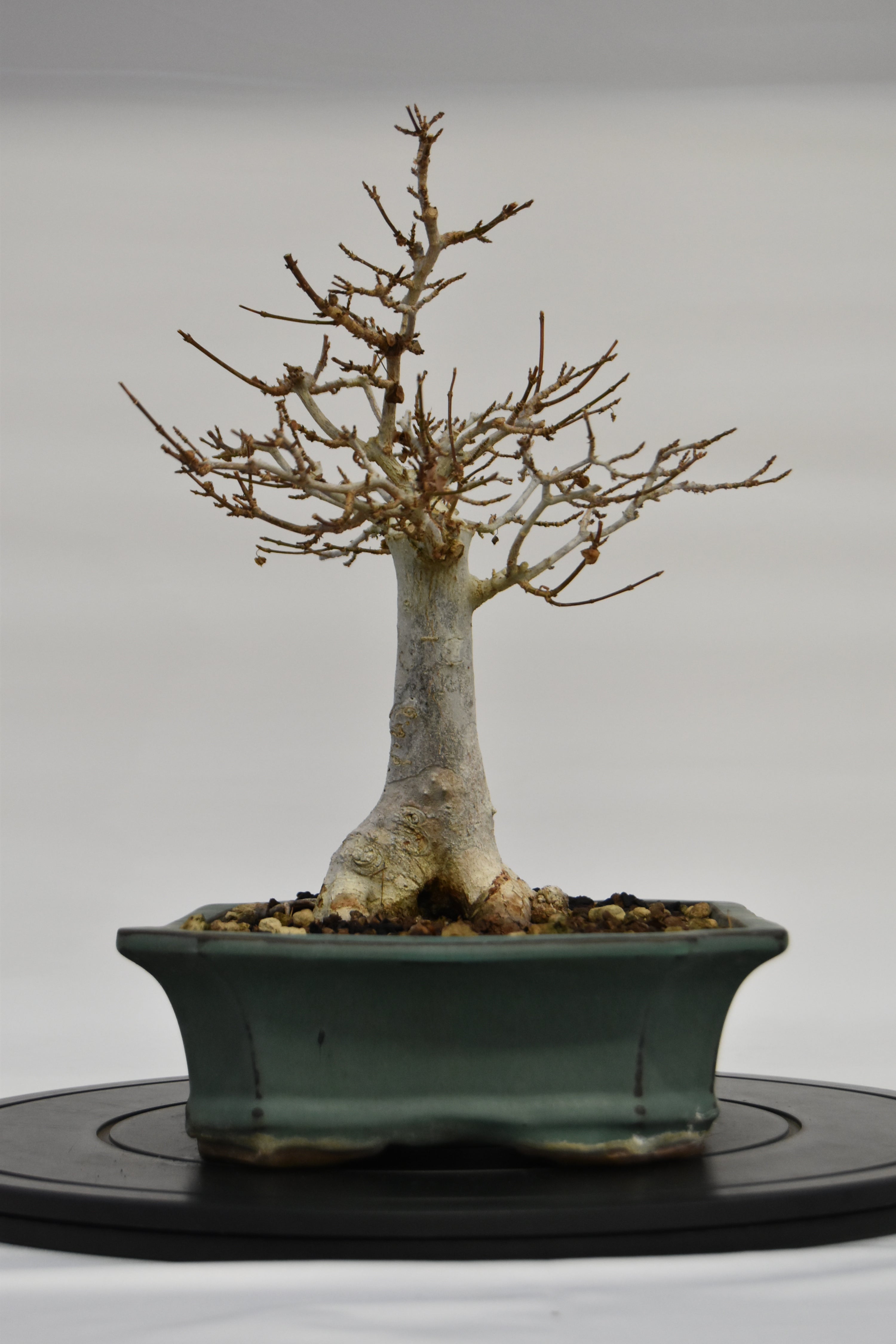 Acero Tridente € 220 | La Gemma del bonsai