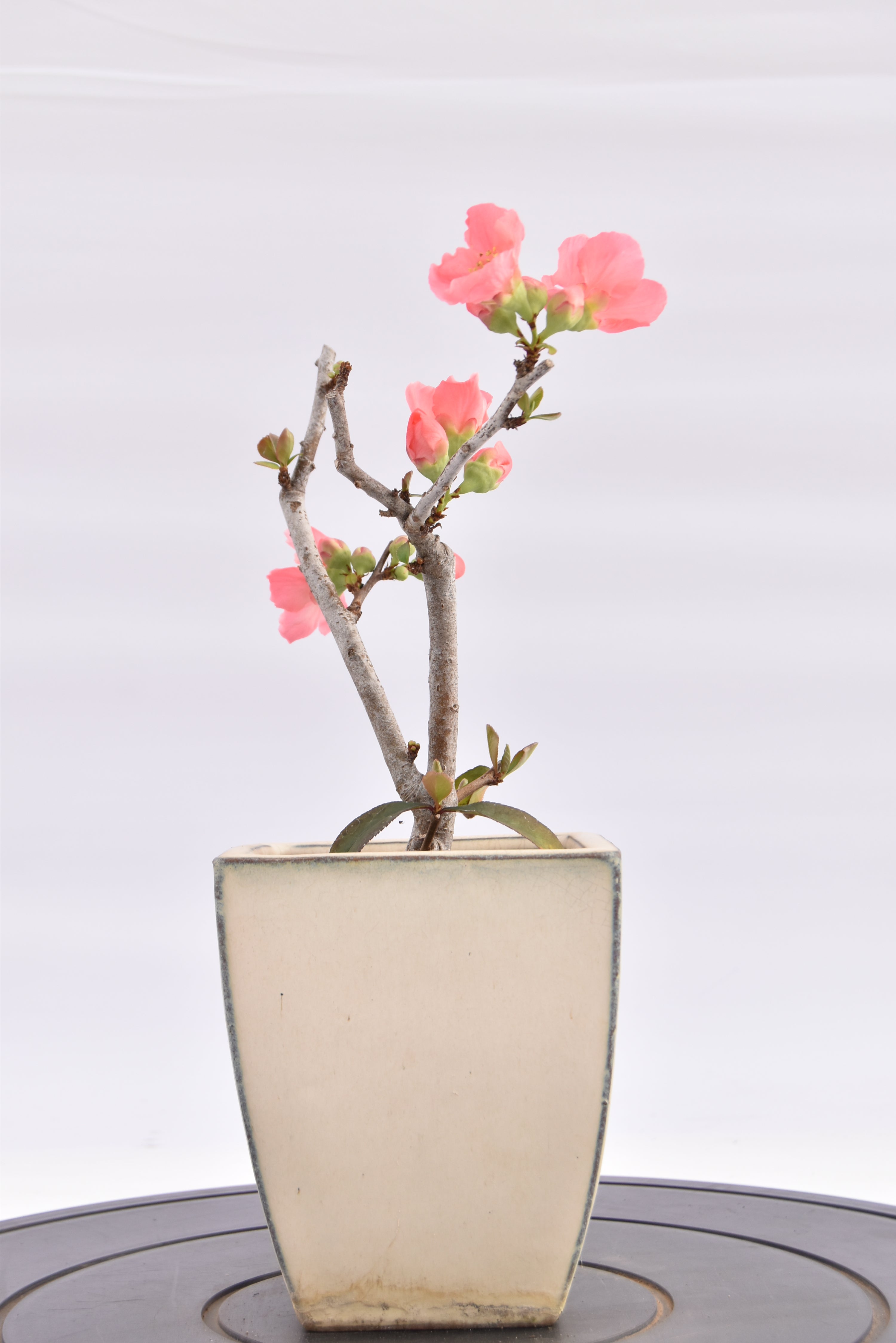 Chaenomeles €70 | La Gemma del bonsai