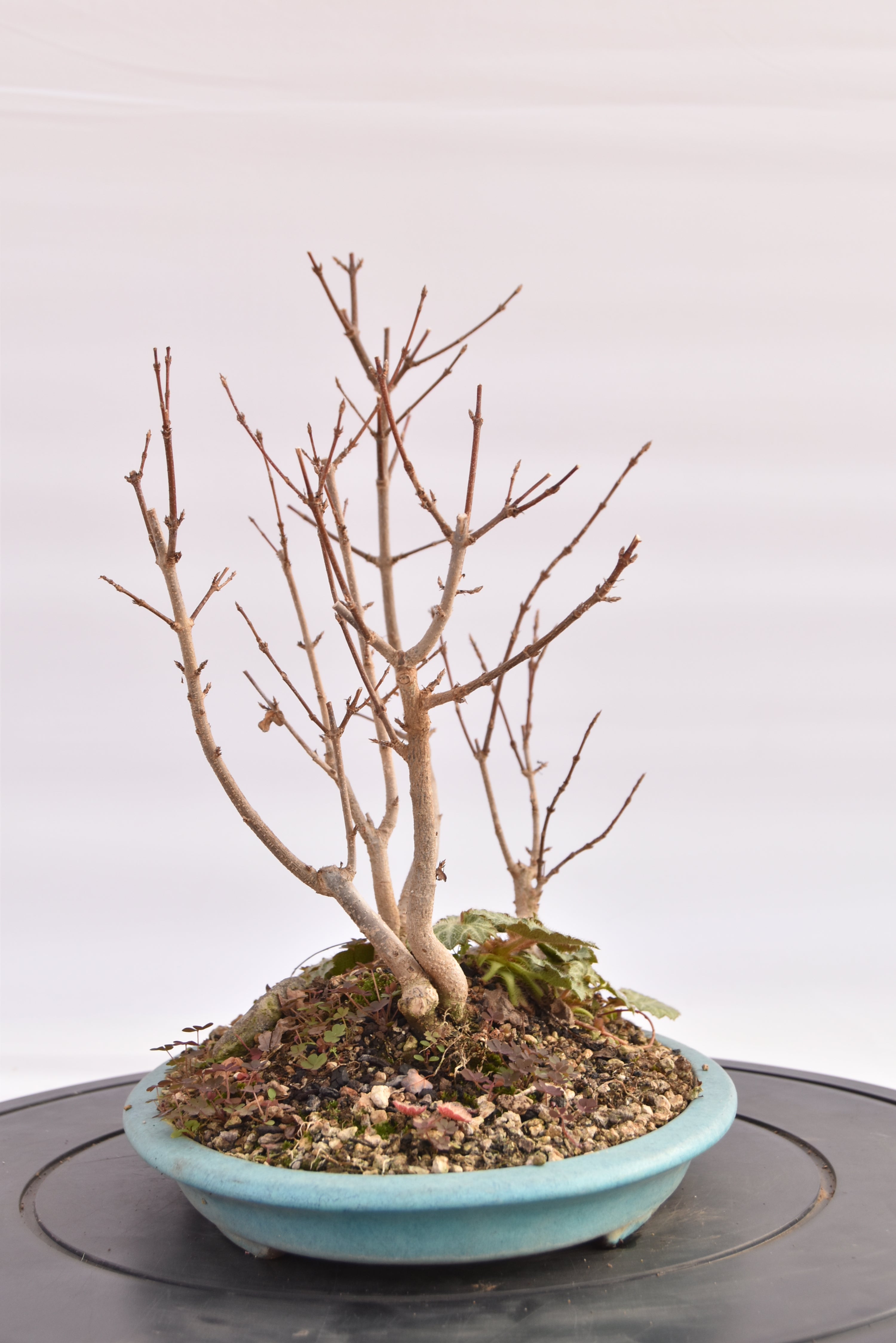 Boschetto Acero Tridente € 160 | La Gemma del bonsai