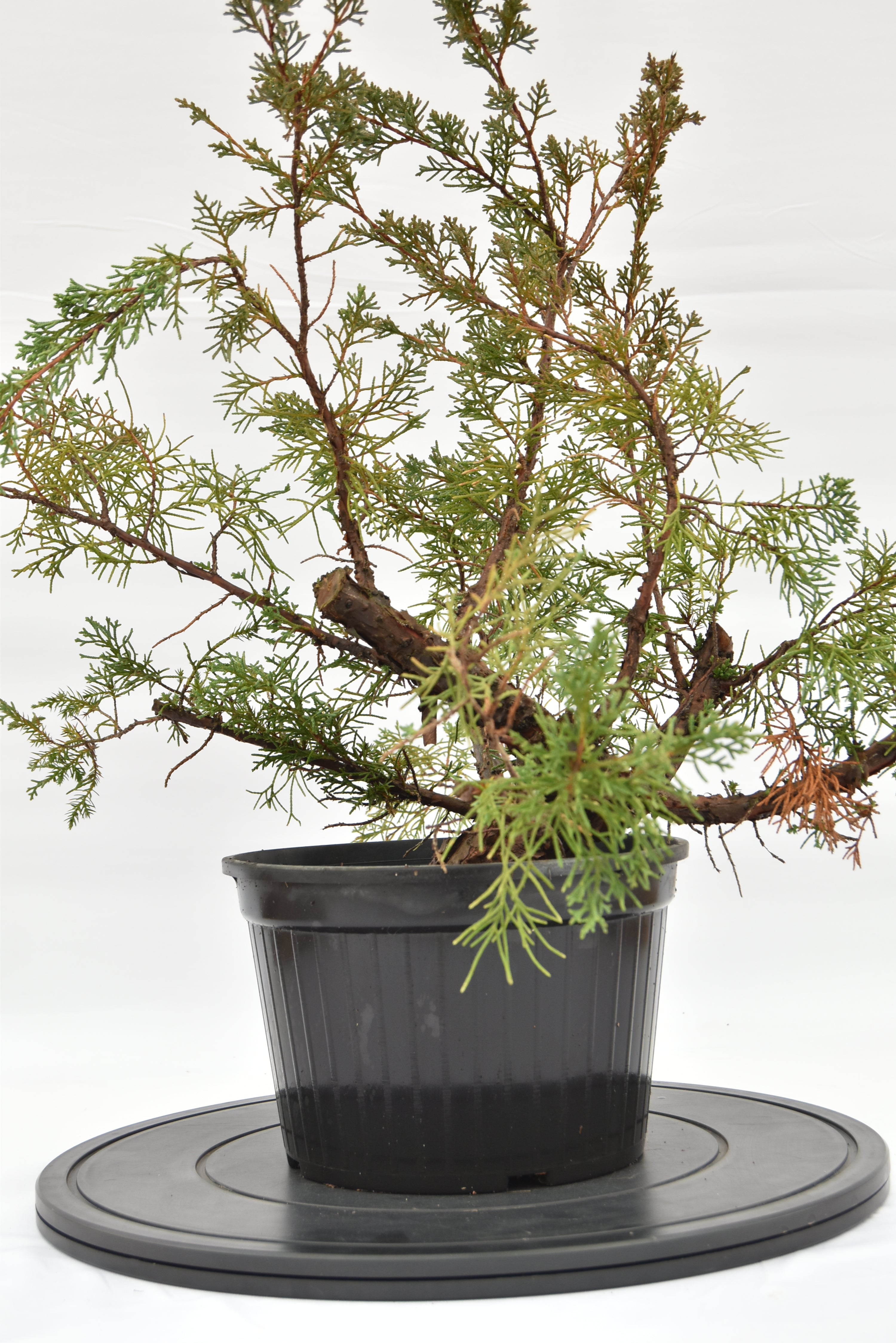 Ginepro Kishu € 100 | La Gemma del bonsai