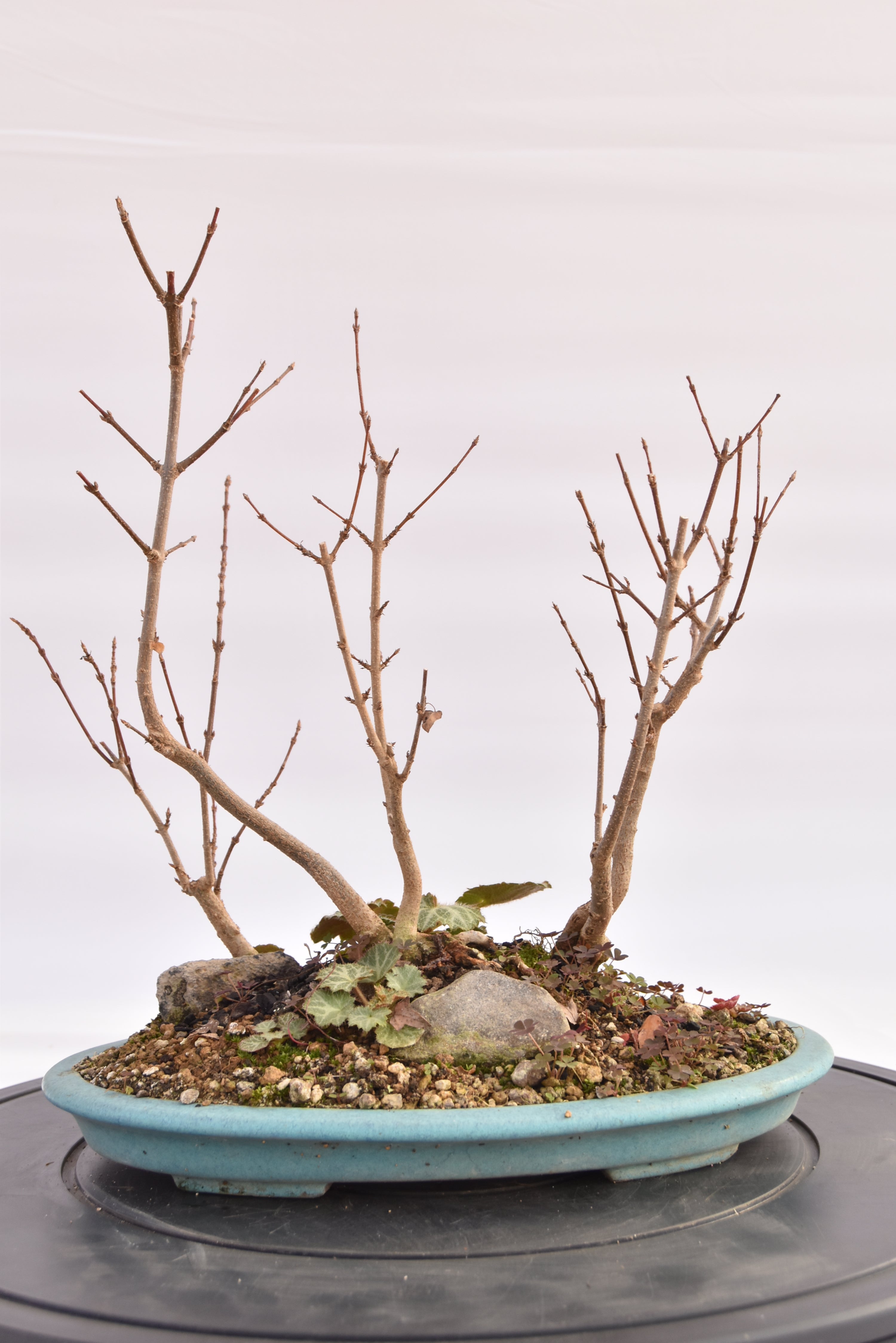 Boschetto Acero Tridente € 160 | La Gemma del bonsai