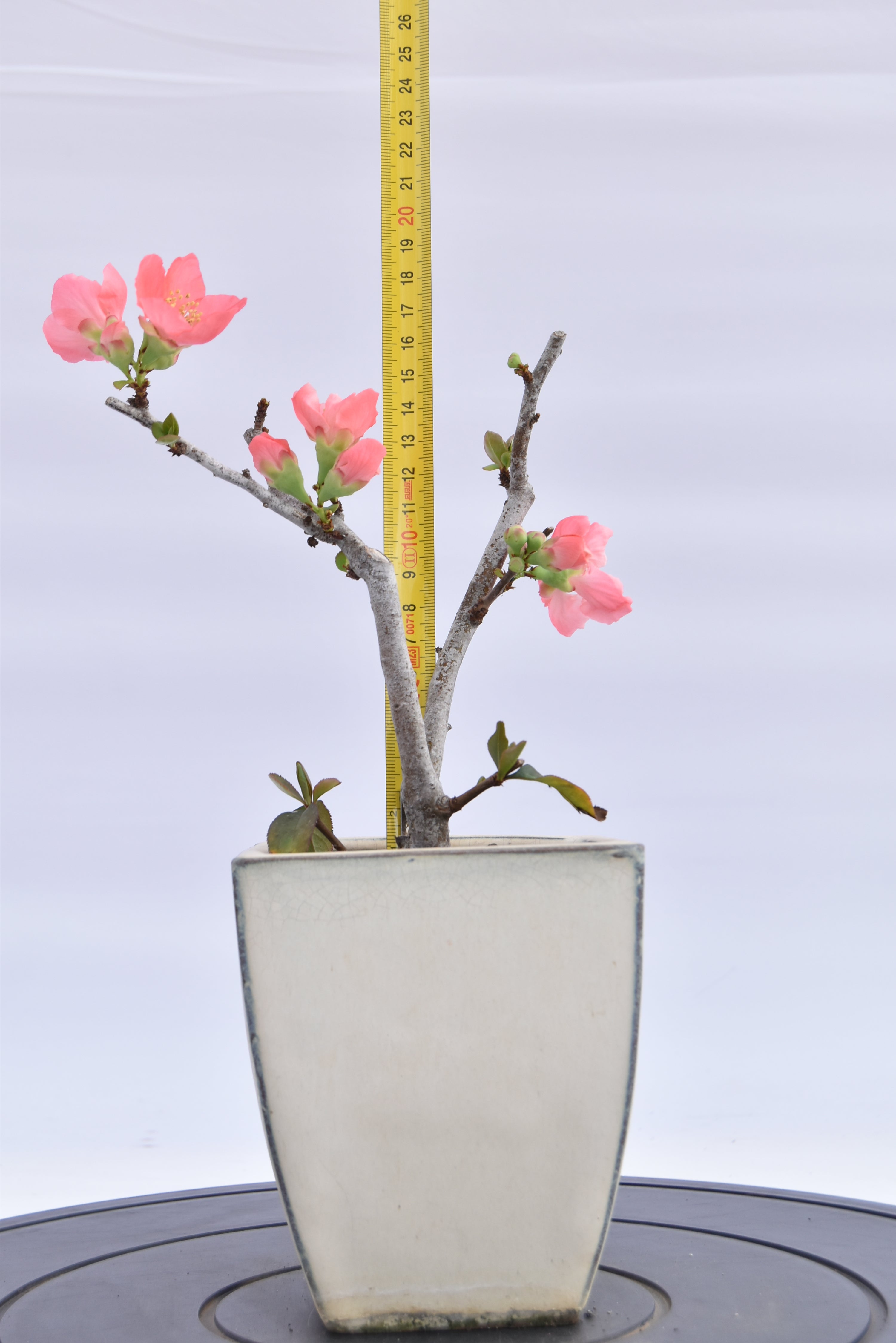 Chaenomeles €70 | La Gemma del bonsai
