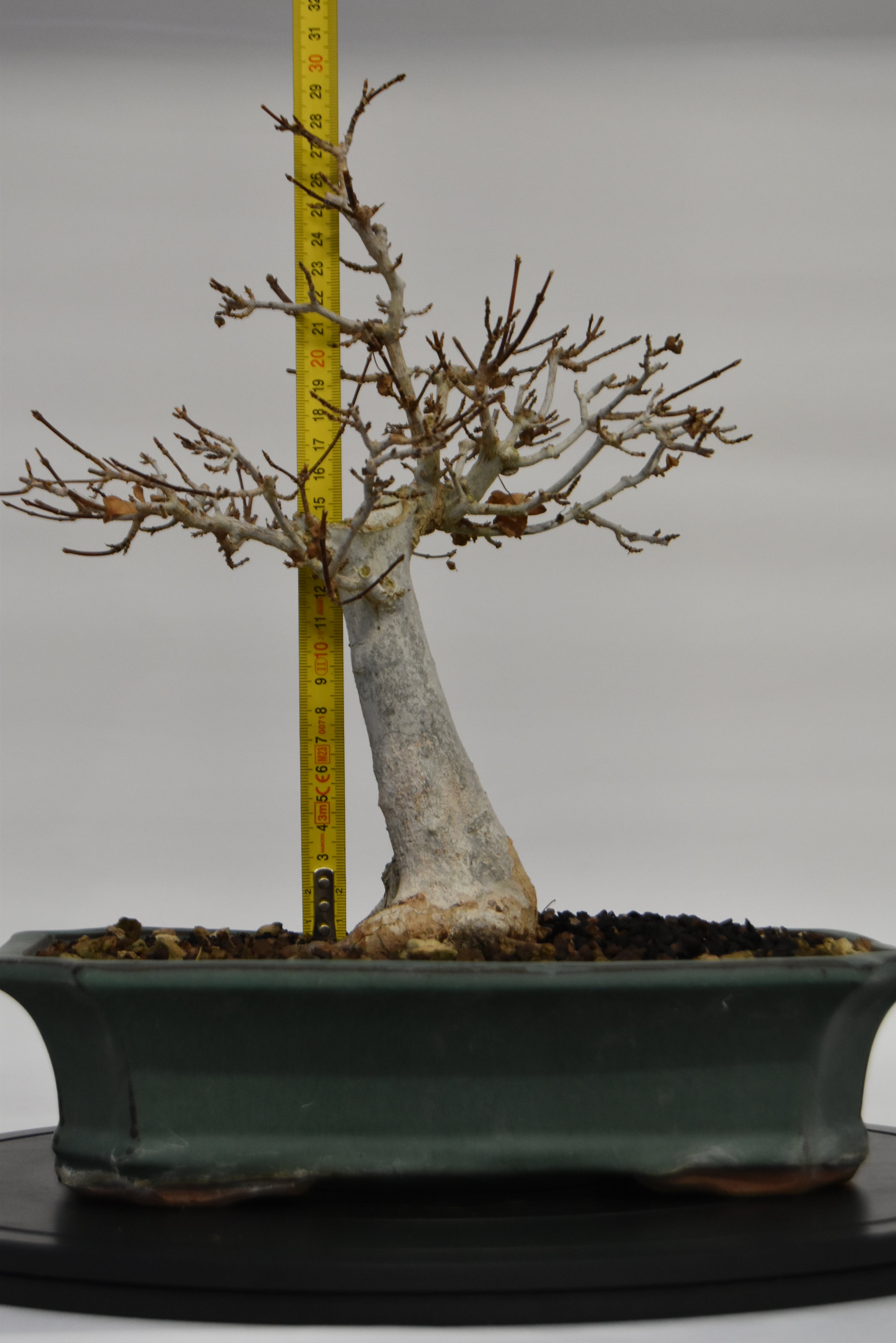 Acero Tridente € 220 | La Gemma del bonsai