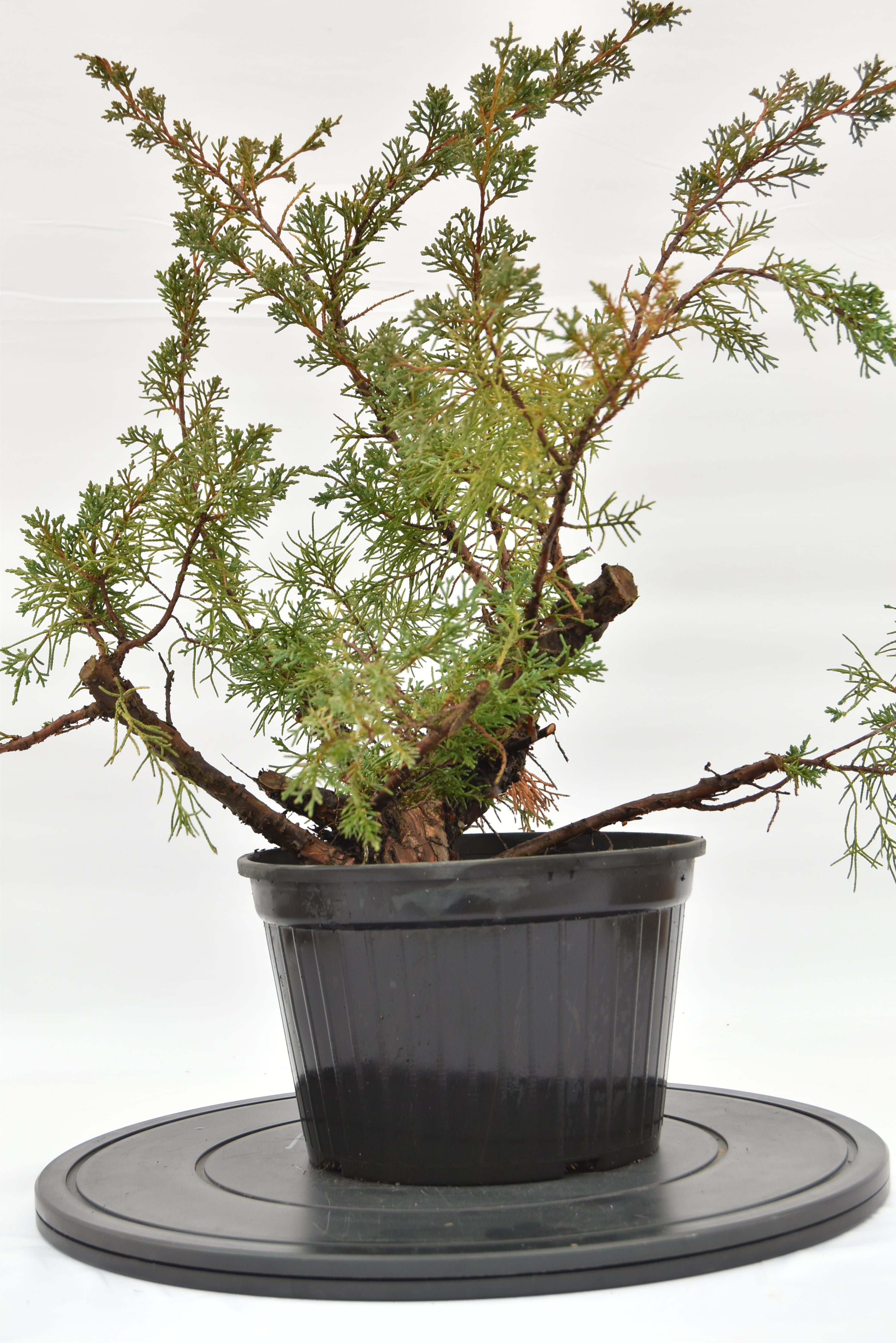 Ginepro Kishu € 100 | La Gemma del bonsai