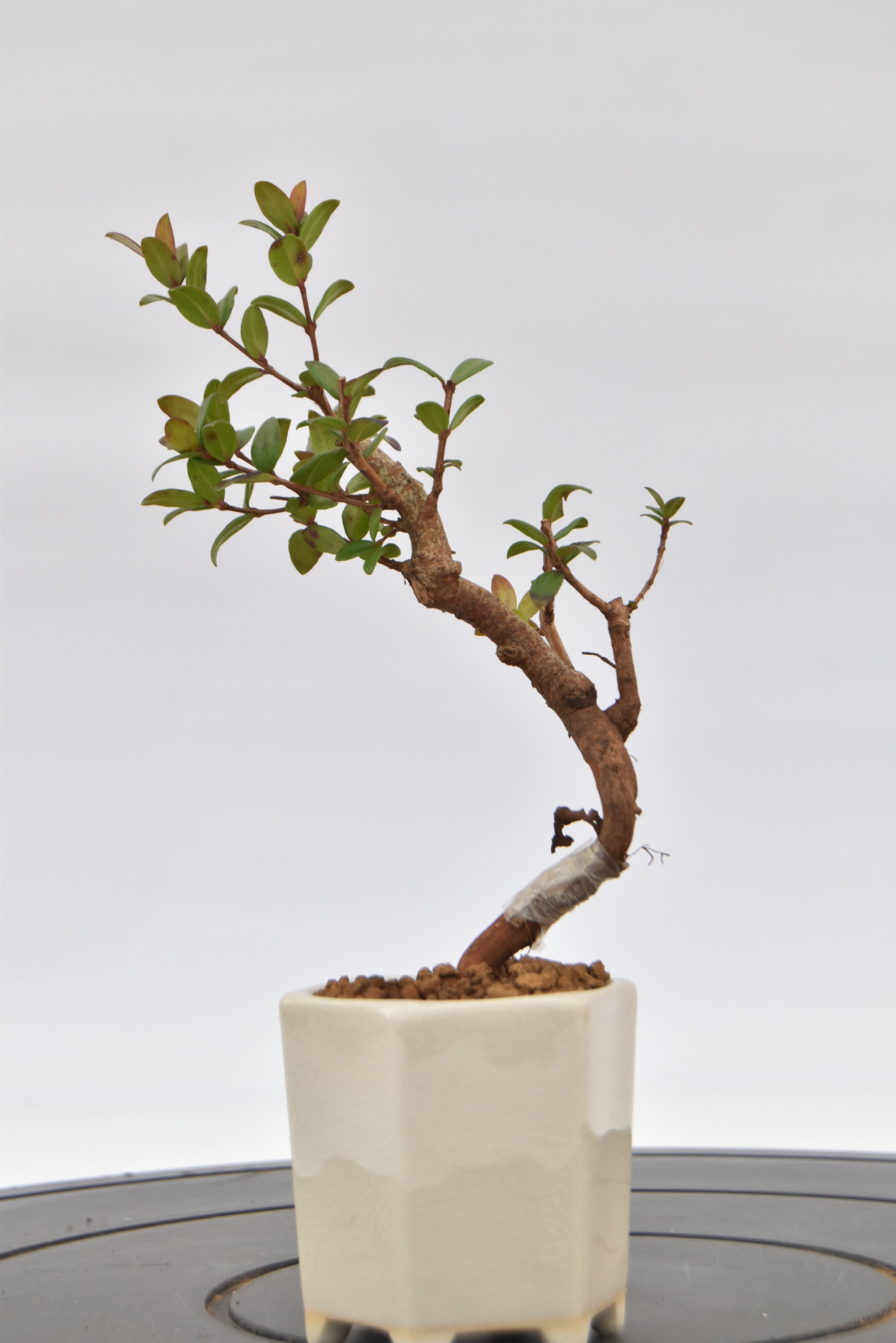Mirto € 55 | La Gemma del bonsai