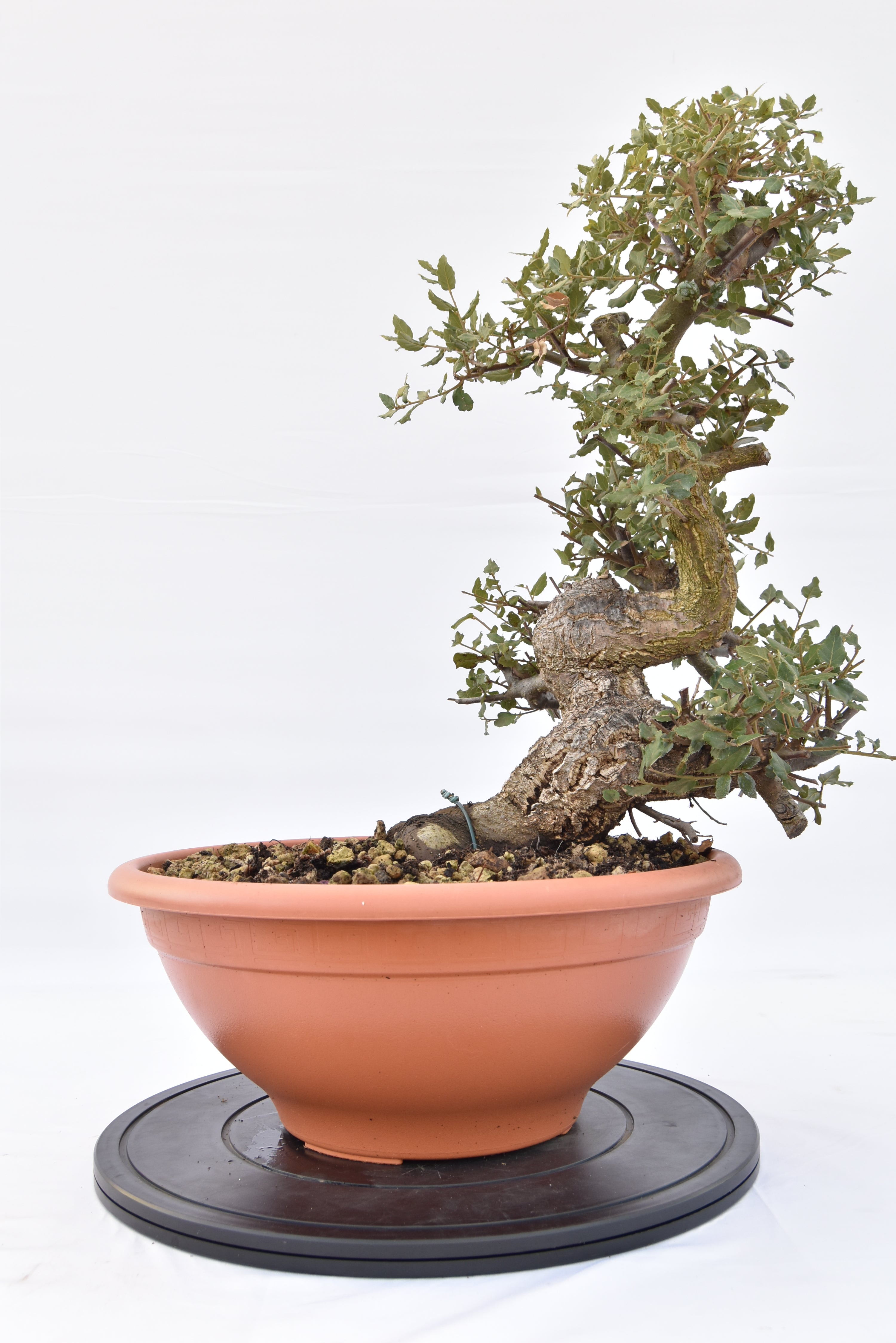 Quercia Sughera 380€ | La Gemma del bonsai