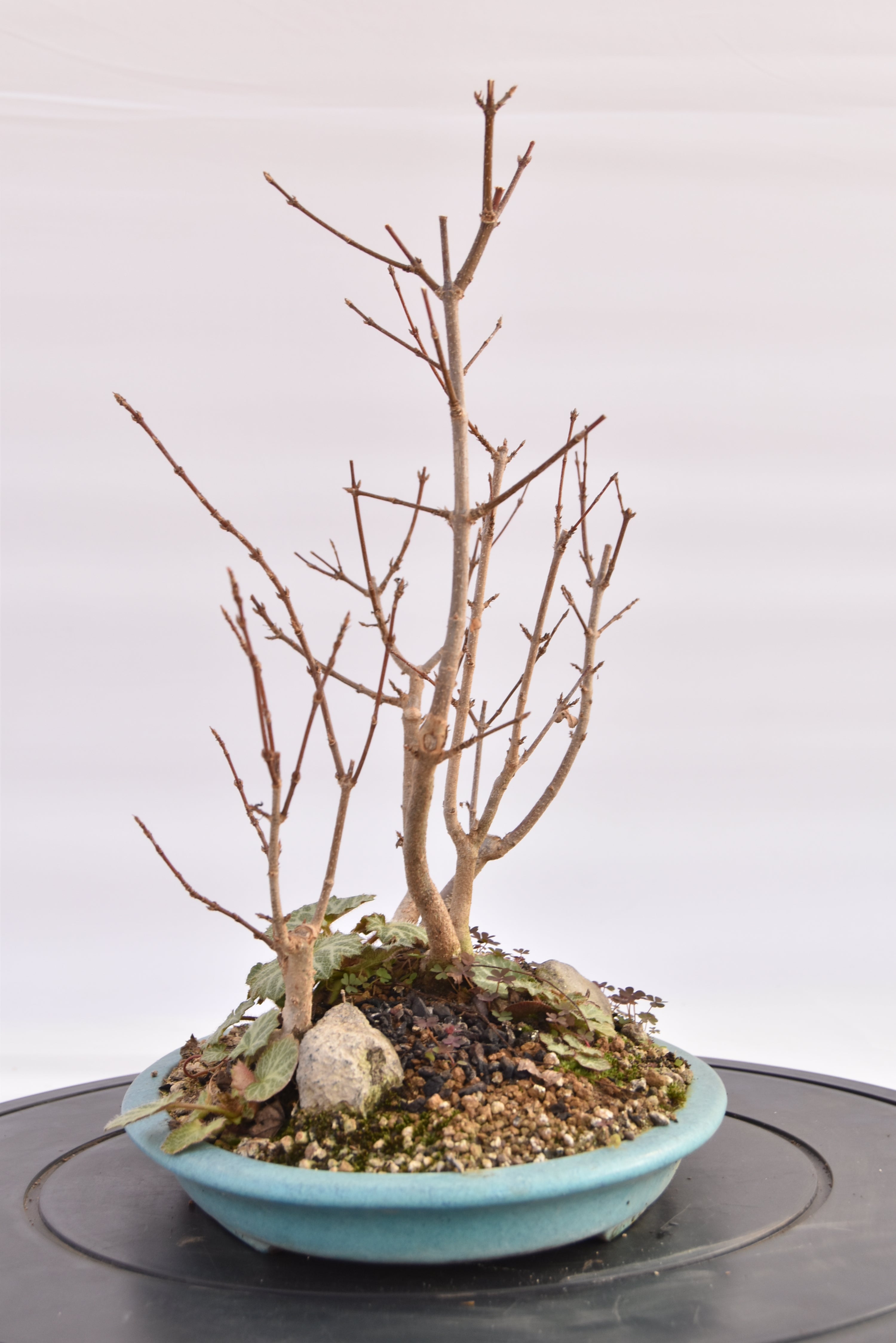 Boschetto Acero Tridente € 160 | La Gemma del bonsai