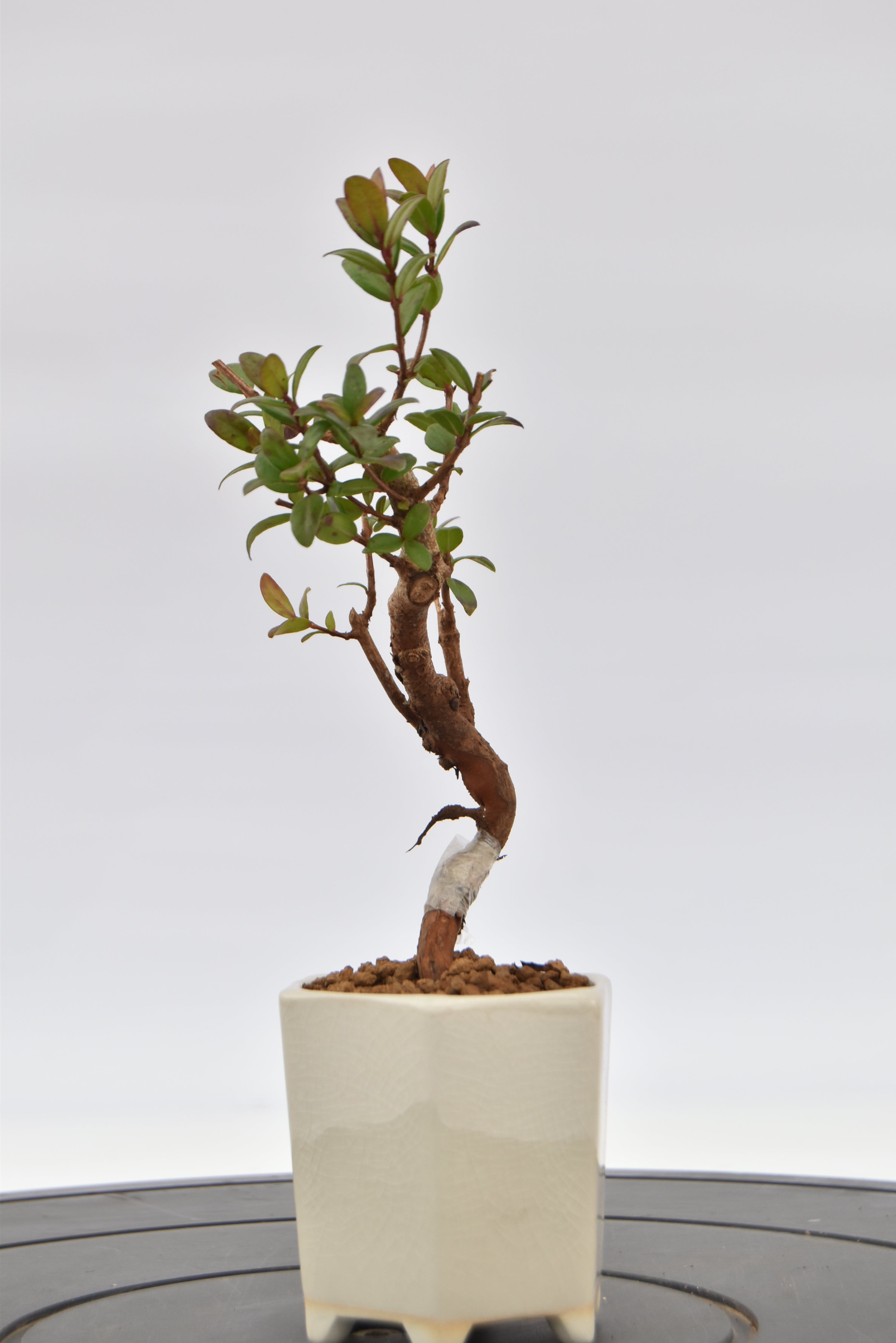 Mirto € 55 | La Gemma del bonsai
