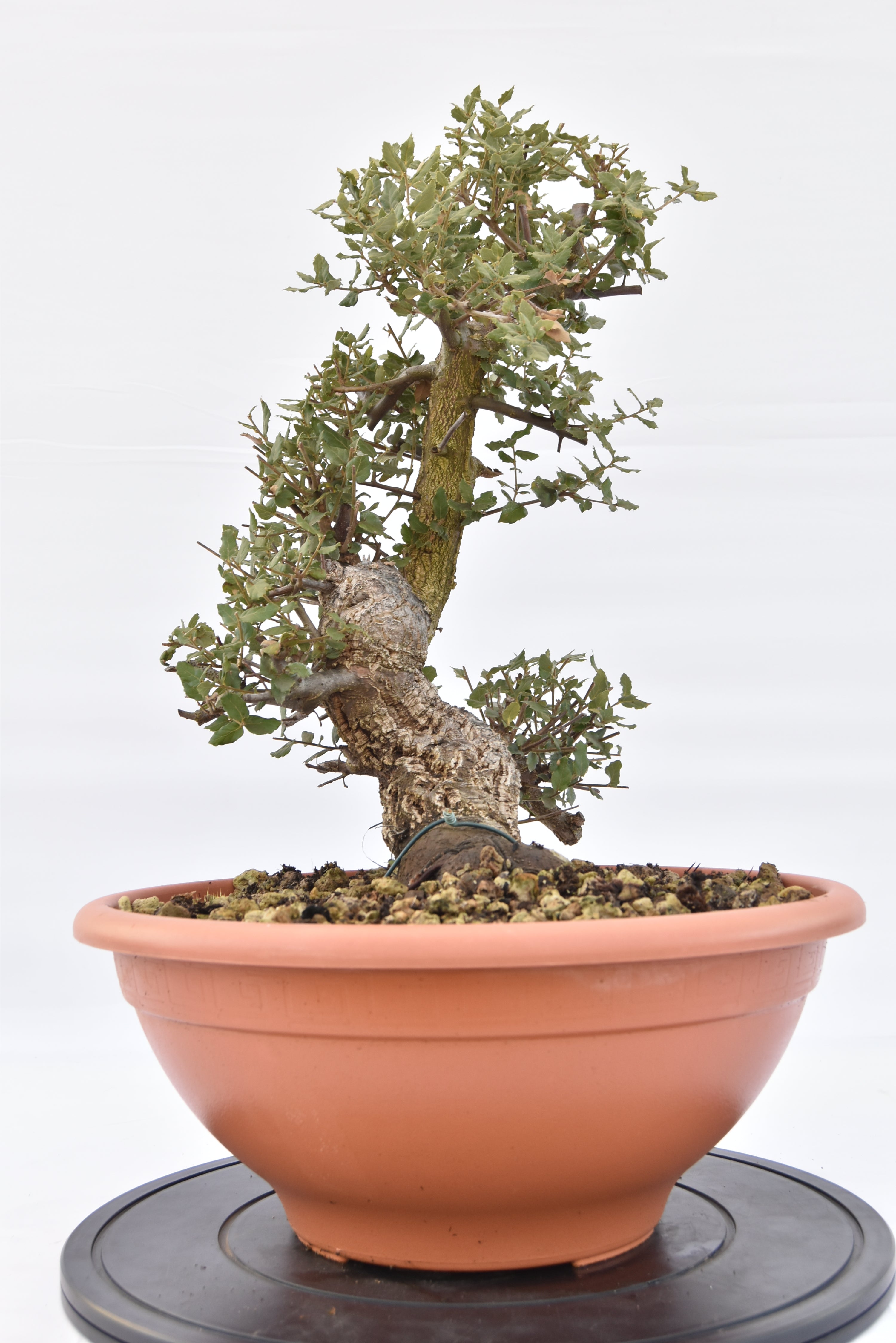 Quercia Sughera 380€ | La Gemma del bonsai