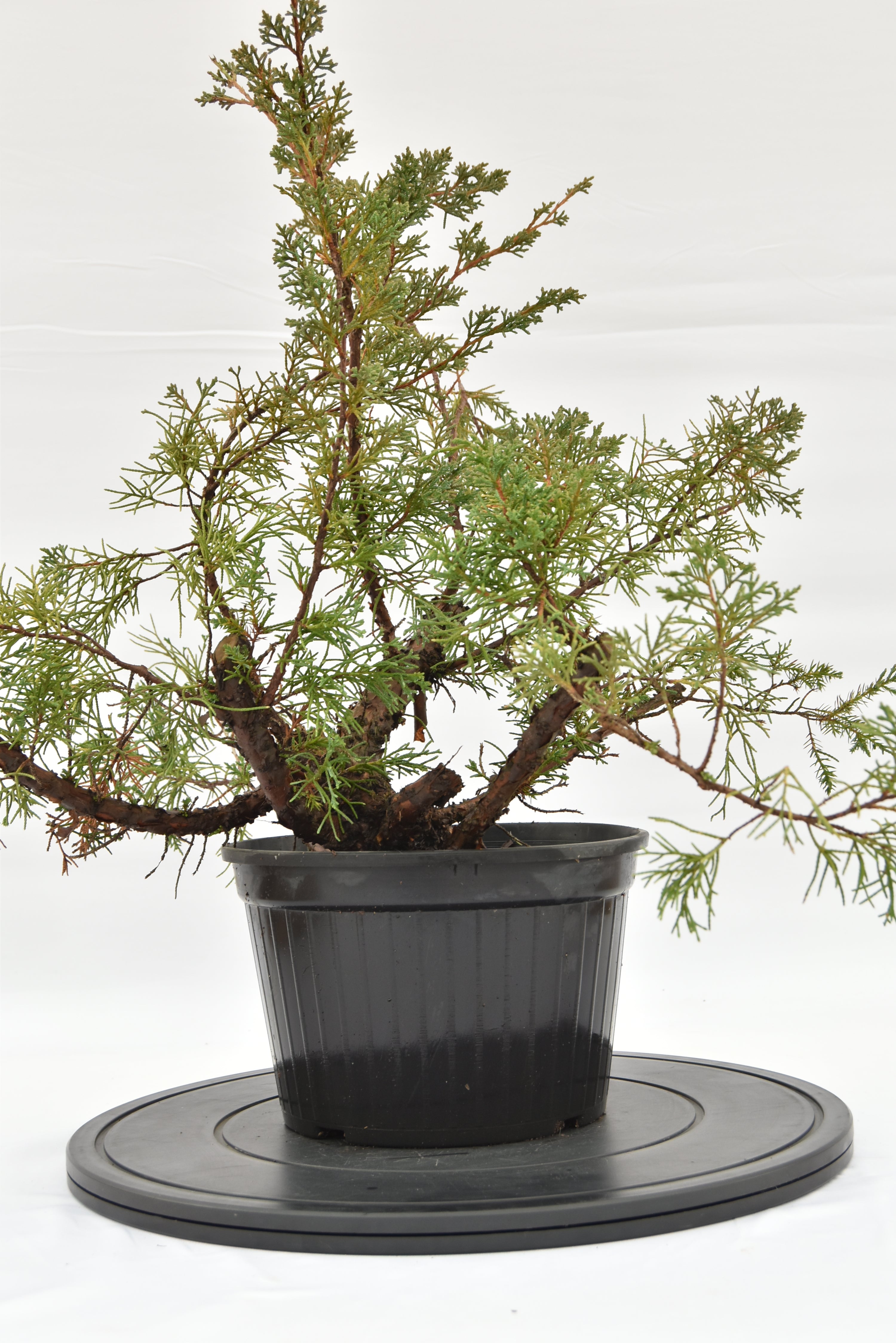Ginepro Kishu € 100 | La Gemma del bonsai