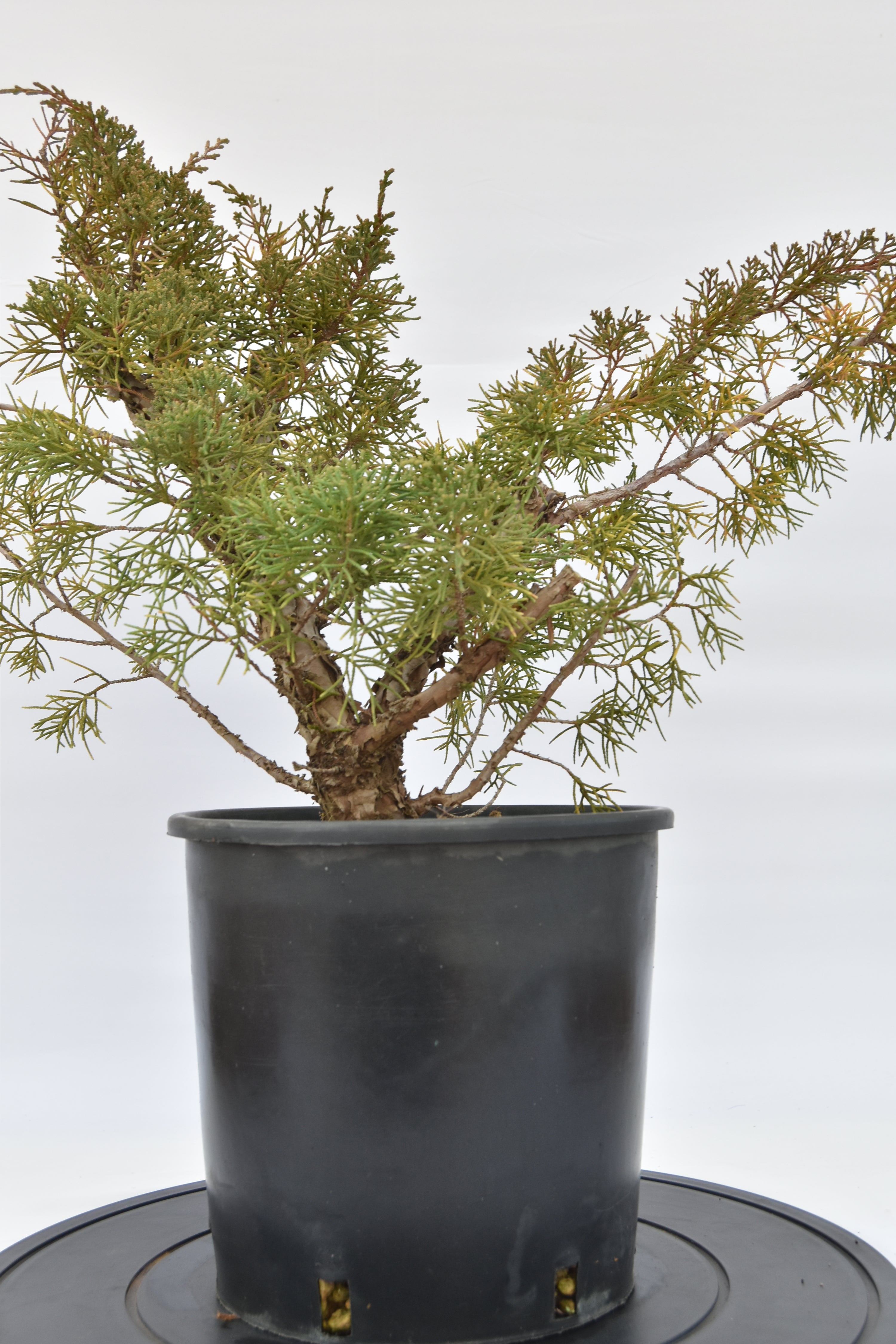 Ginepro Kishu €100 | La Gemma del bonsai