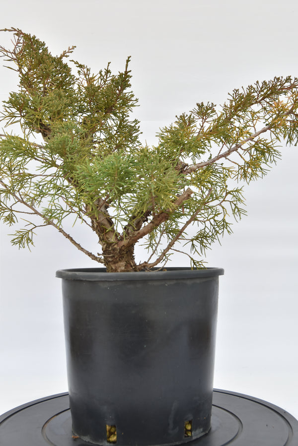 Ginepro Kishu €100 | La Gemma del bonsai