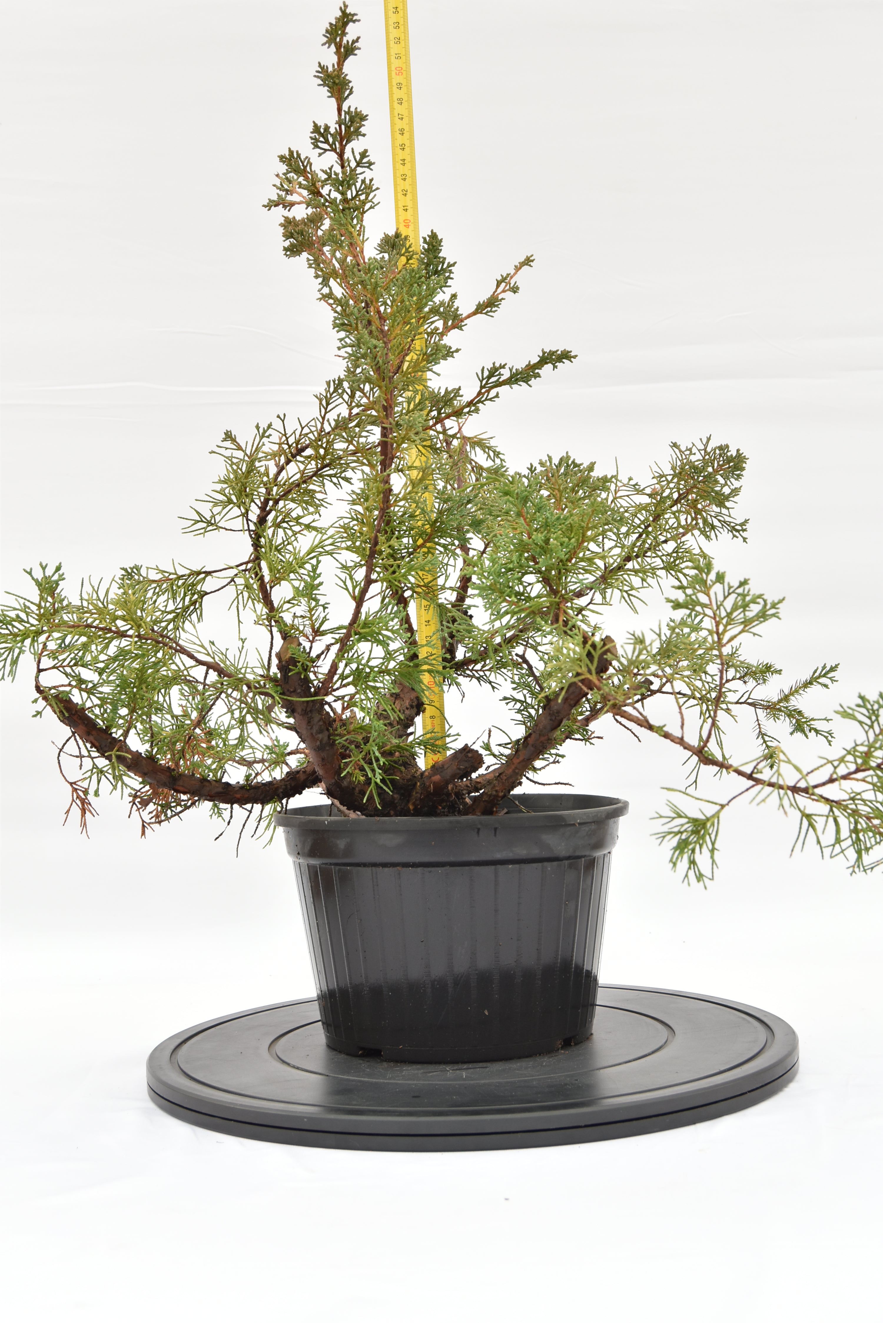 Ginepro Kishu € 100 | La Gemma del bonsai