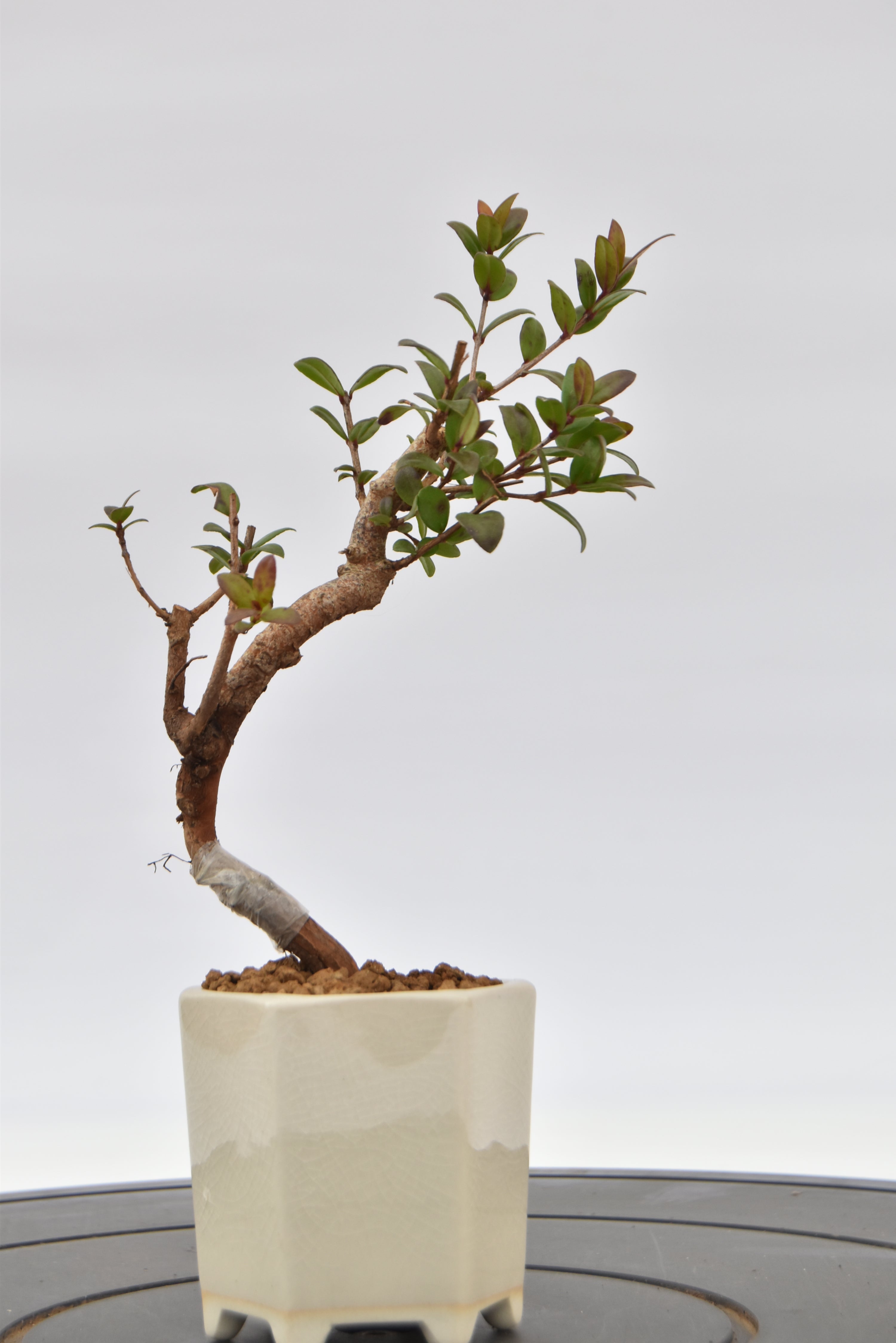Mirto € 55 | La Gemma del bonsai