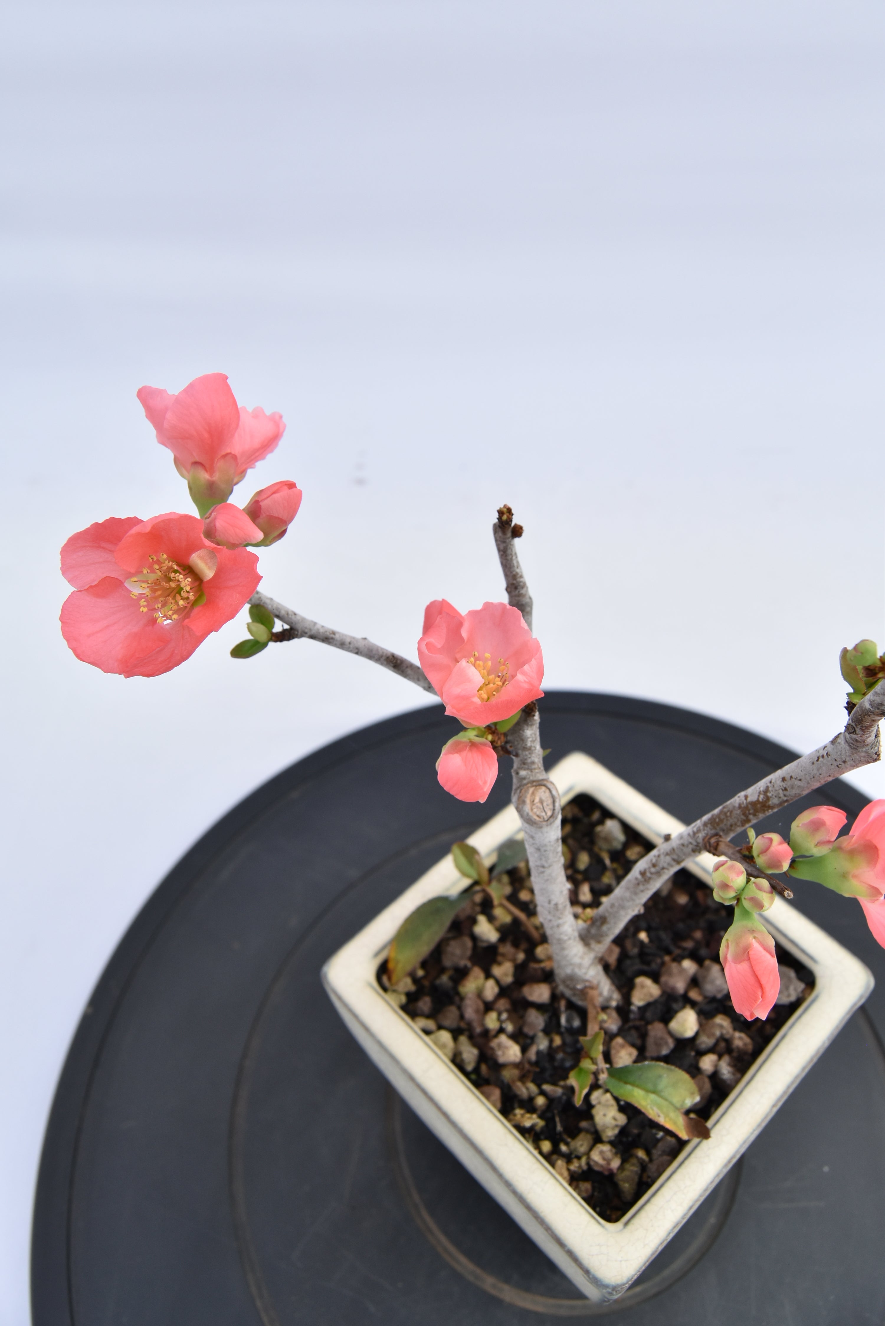 Chaenomeles €70 | La Gemma del bonsai