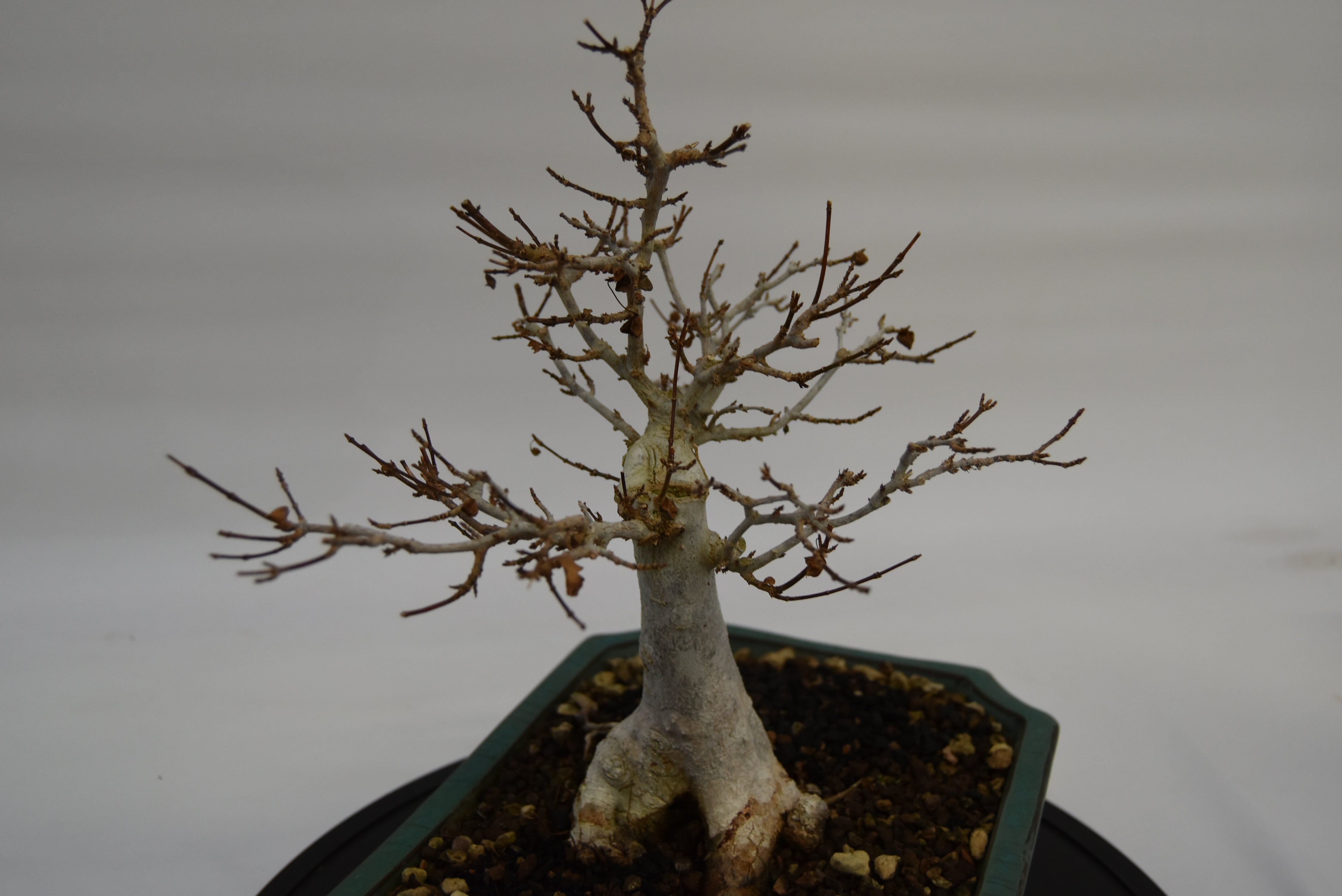 Acero Tridente € 220 | La Gemma del bonsai