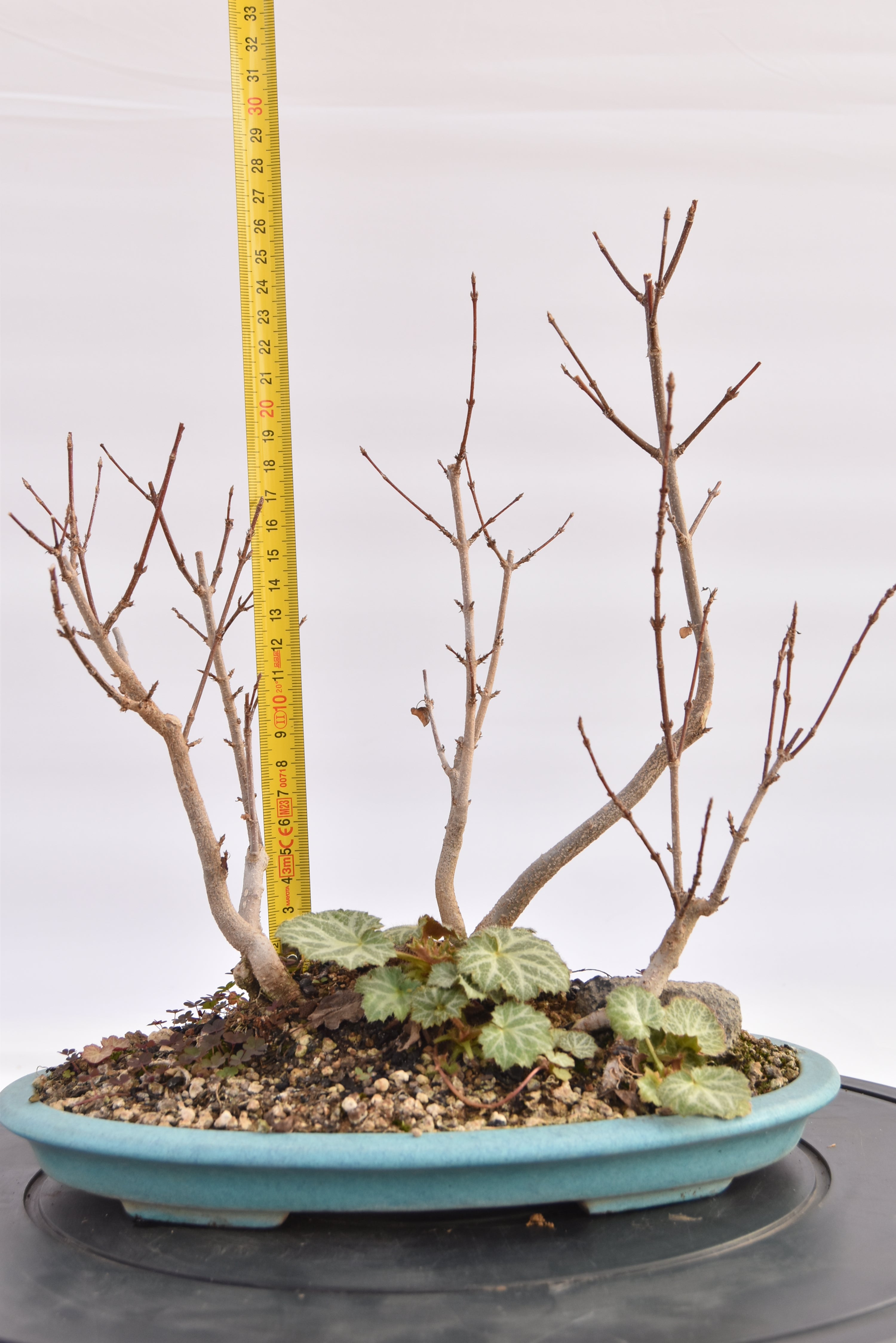 Boschetto Acero Tridente € 160 | La Gemma del bonsai