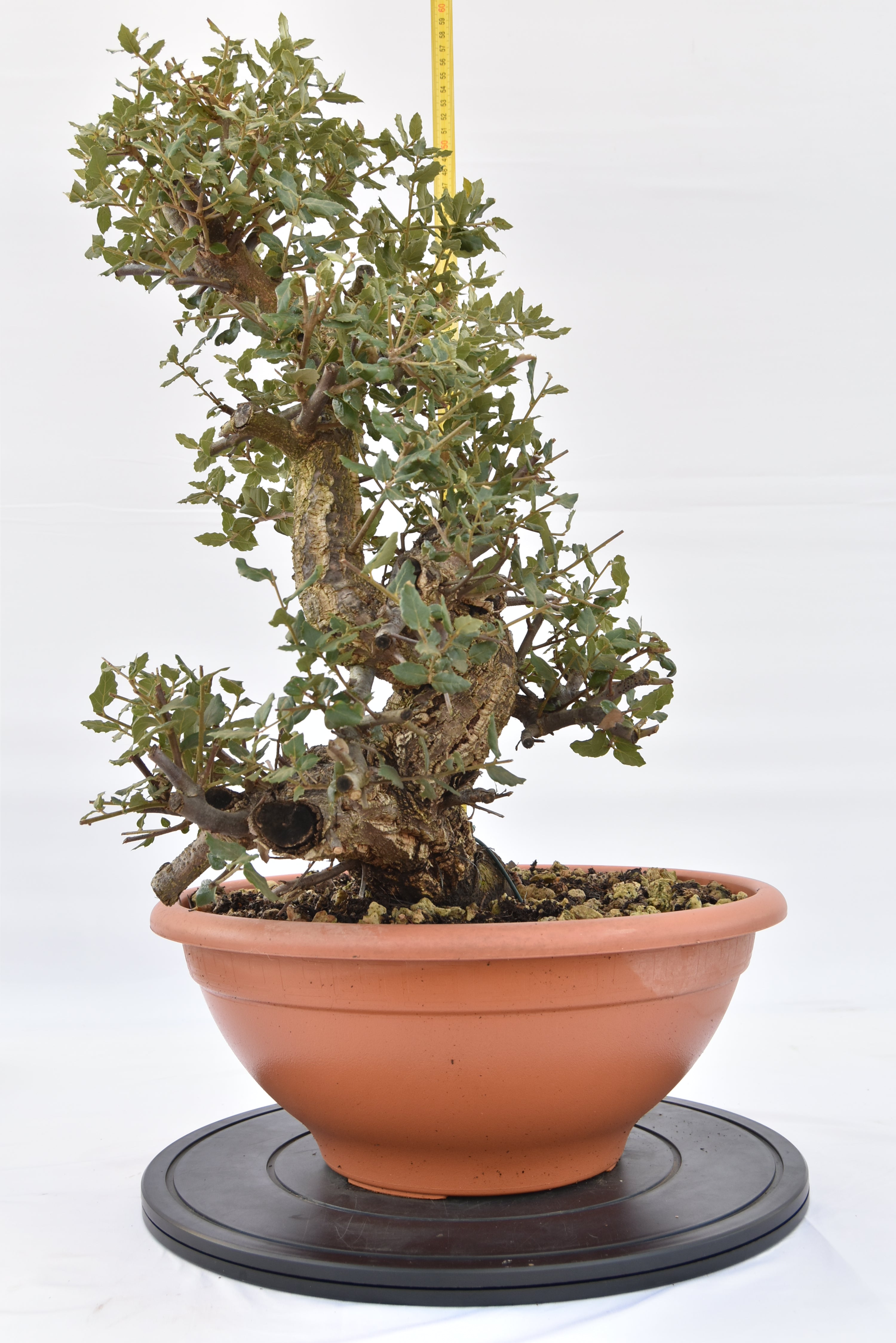 Quercia Sughera 380€ | La Gemma del bonsai