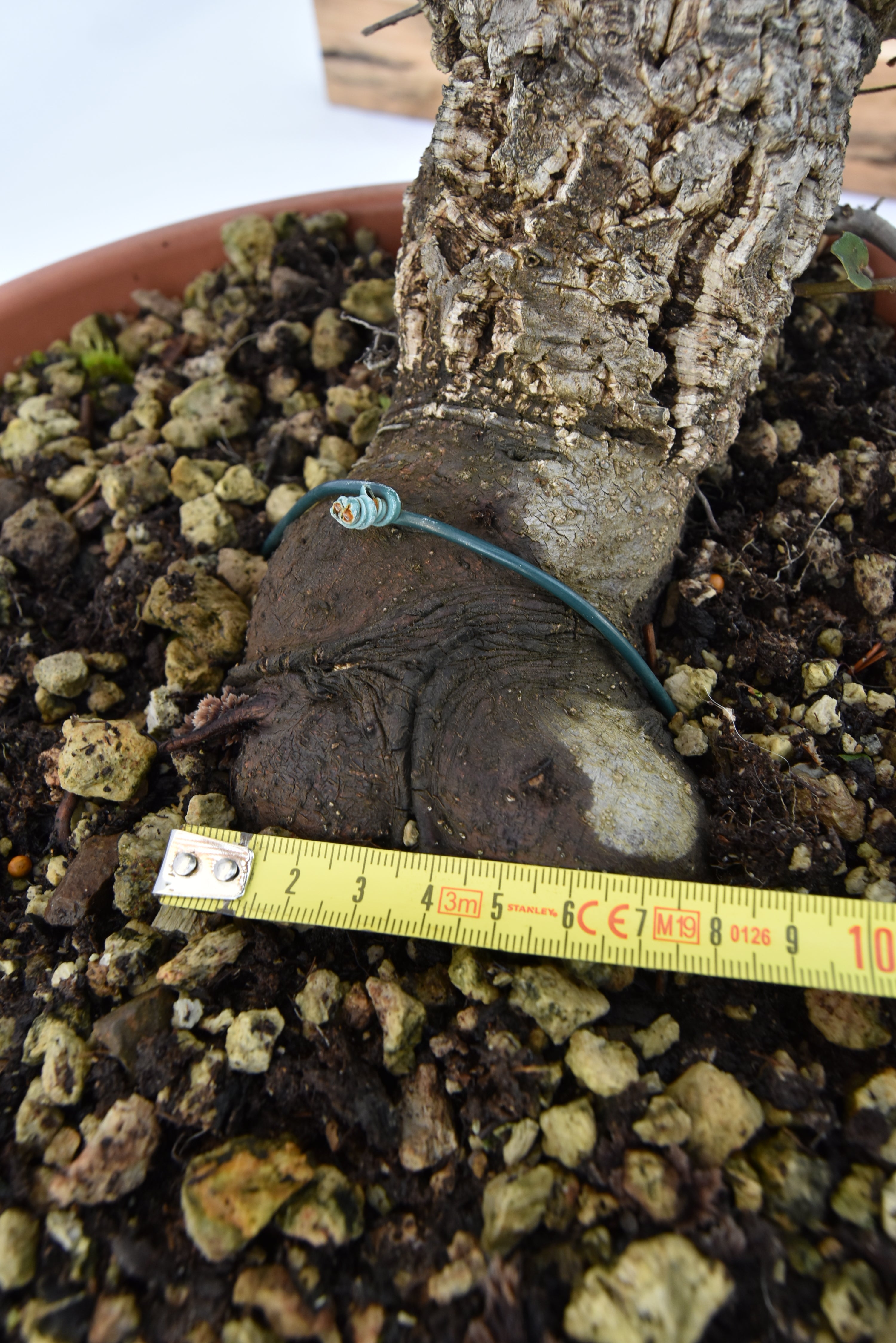 Quercia Sughera 380€ | La Gemma del bonsai