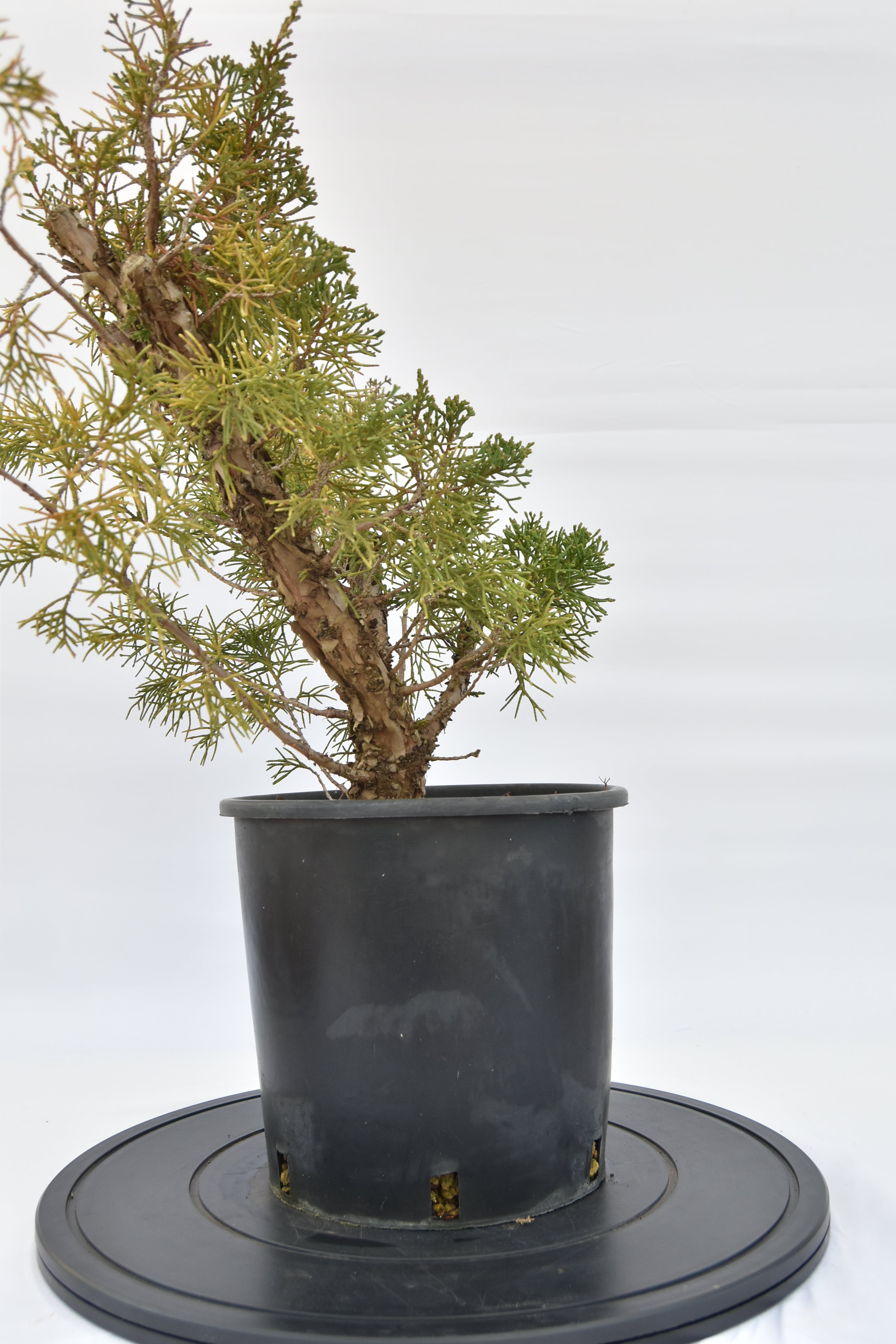 Ginepro Kishu €100 | La Gemma del bonsai