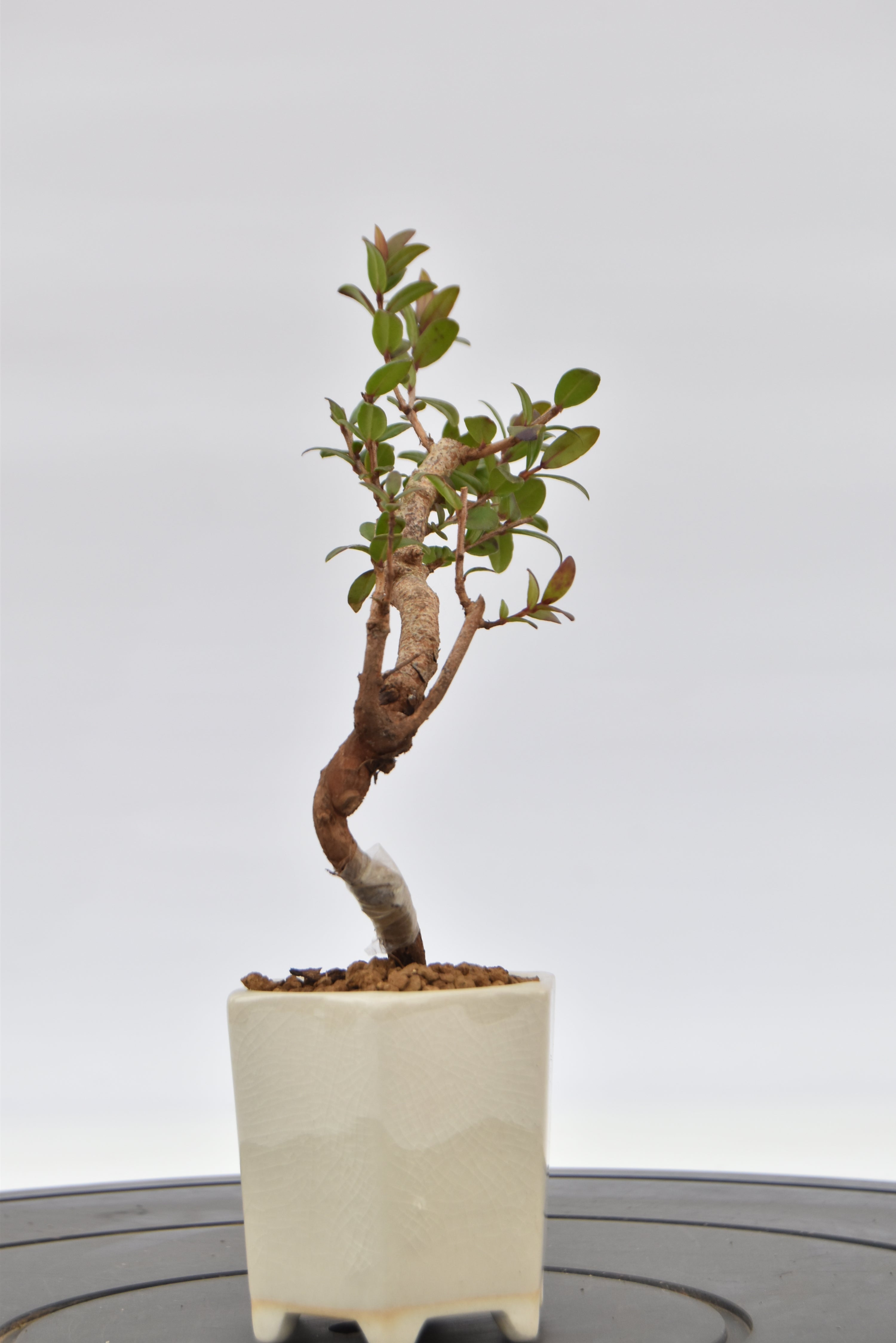 Mirto € 55 | La Gemma del bonsai