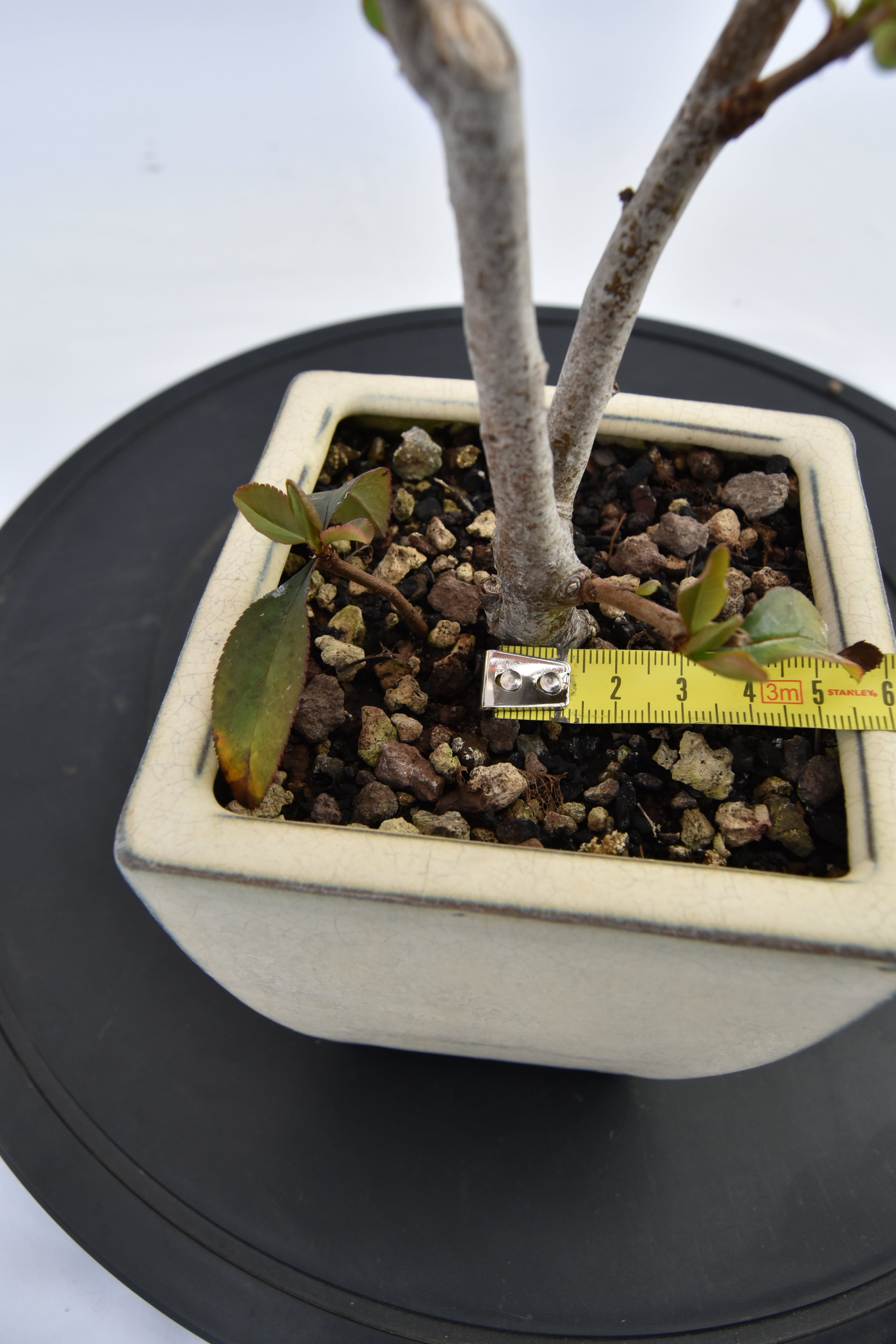 Chaenomeles €70 | La Gemma del bonsai