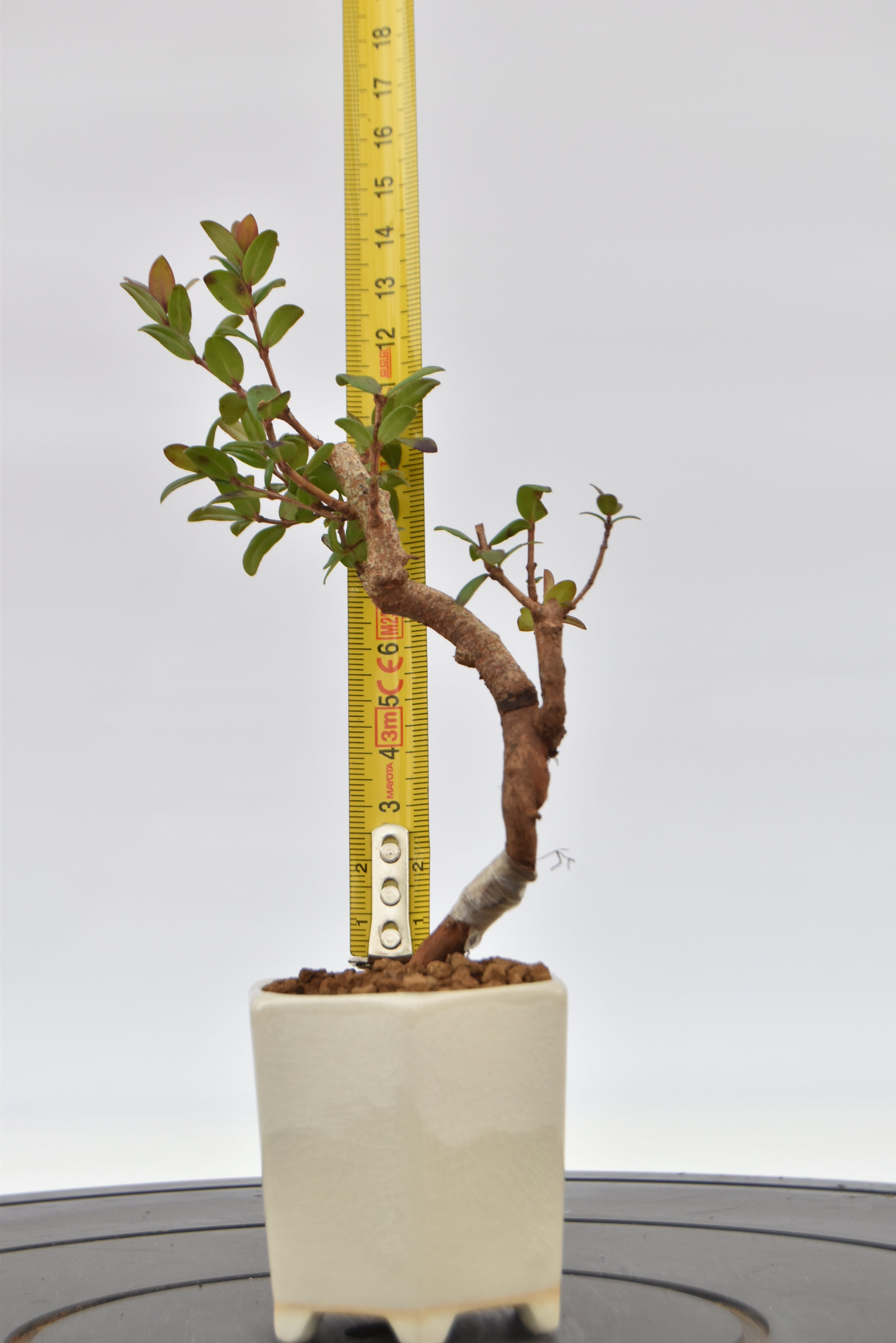 Mirto € 55 | La Gemma del bonsai