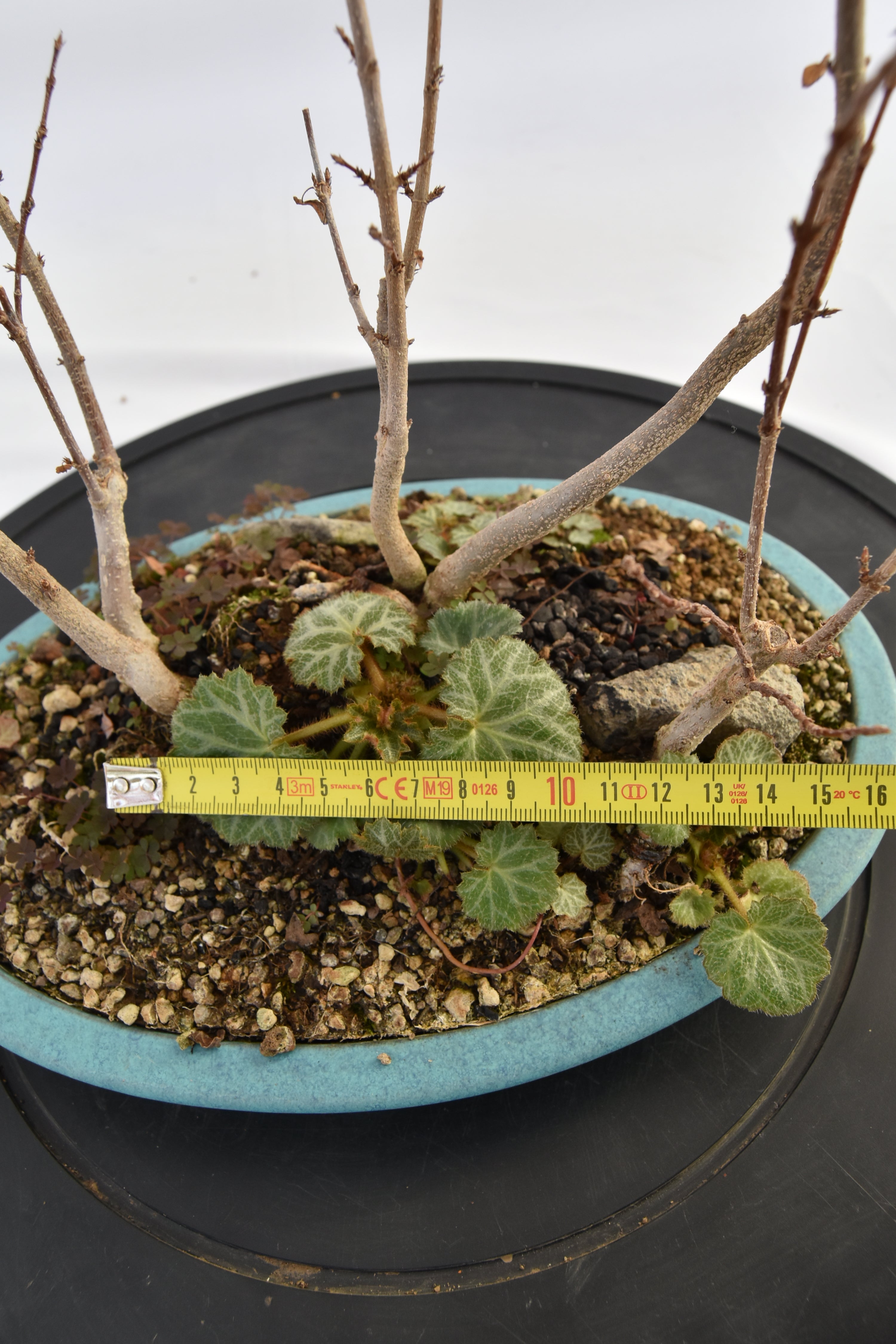 Boschetto Acero Tridente € 160 | La Gemma del bonsai