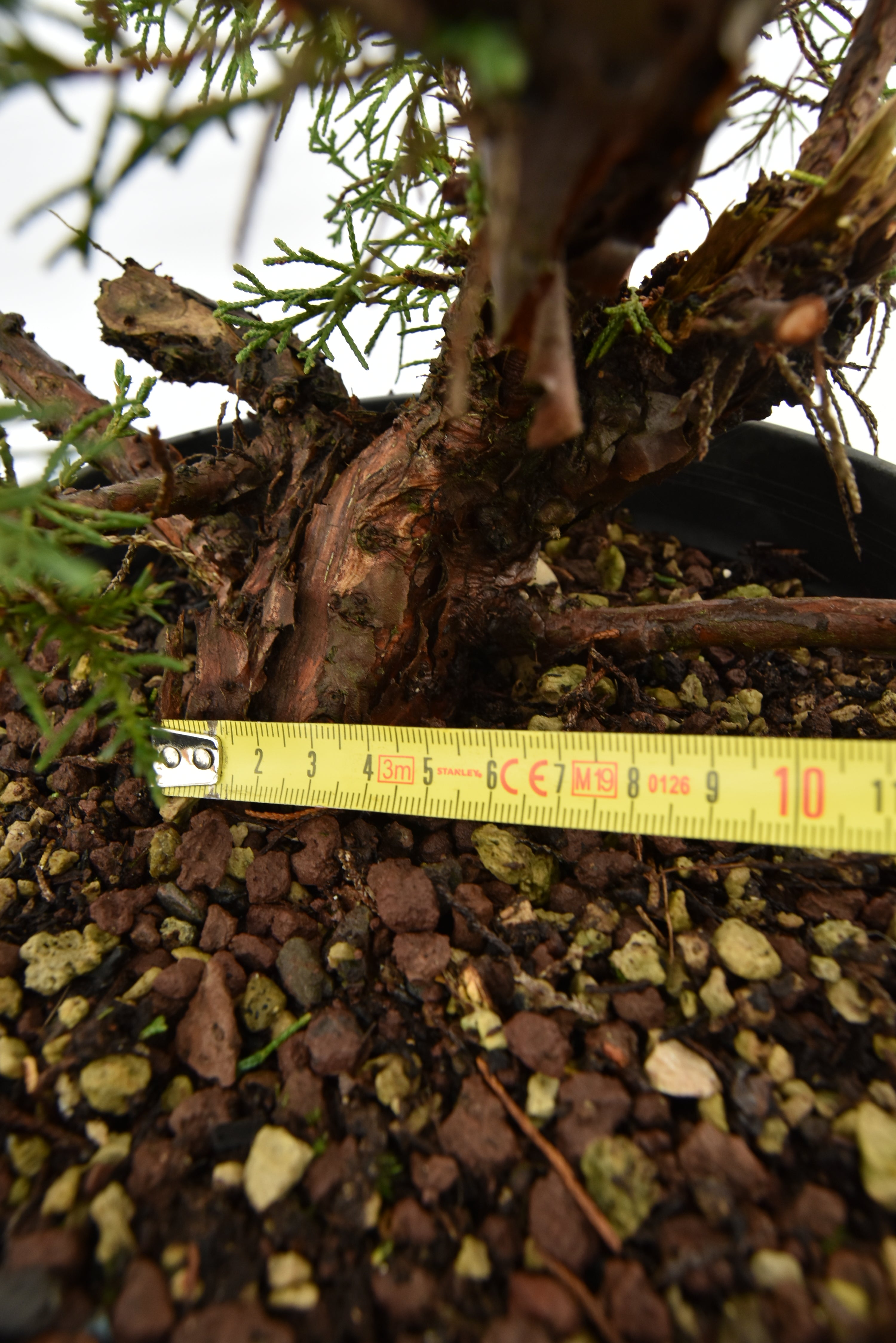 Ginepro Kishu € 100 | La Gemma del bonsai
