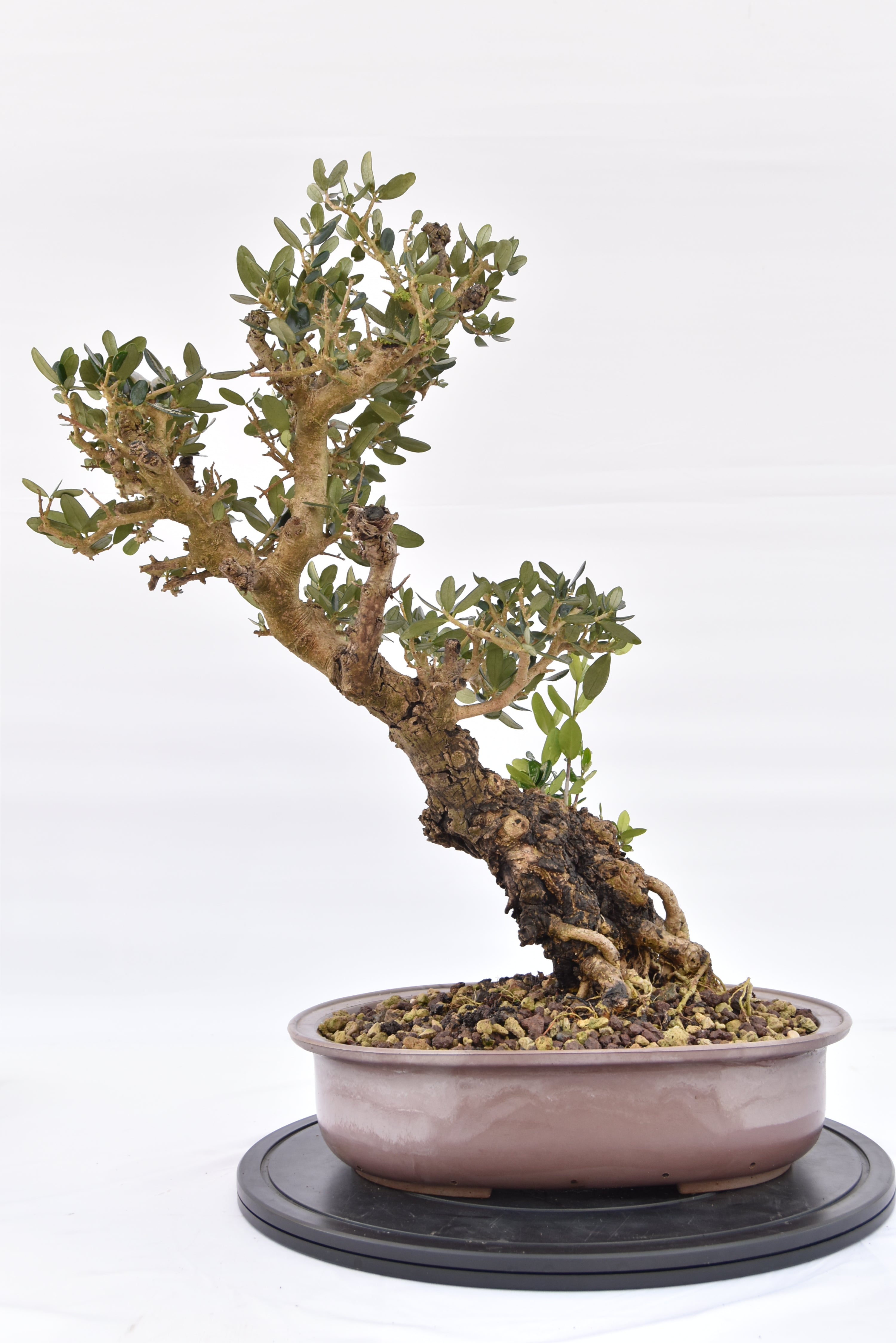 Olivo € 280 | La Gemma del bonsai
