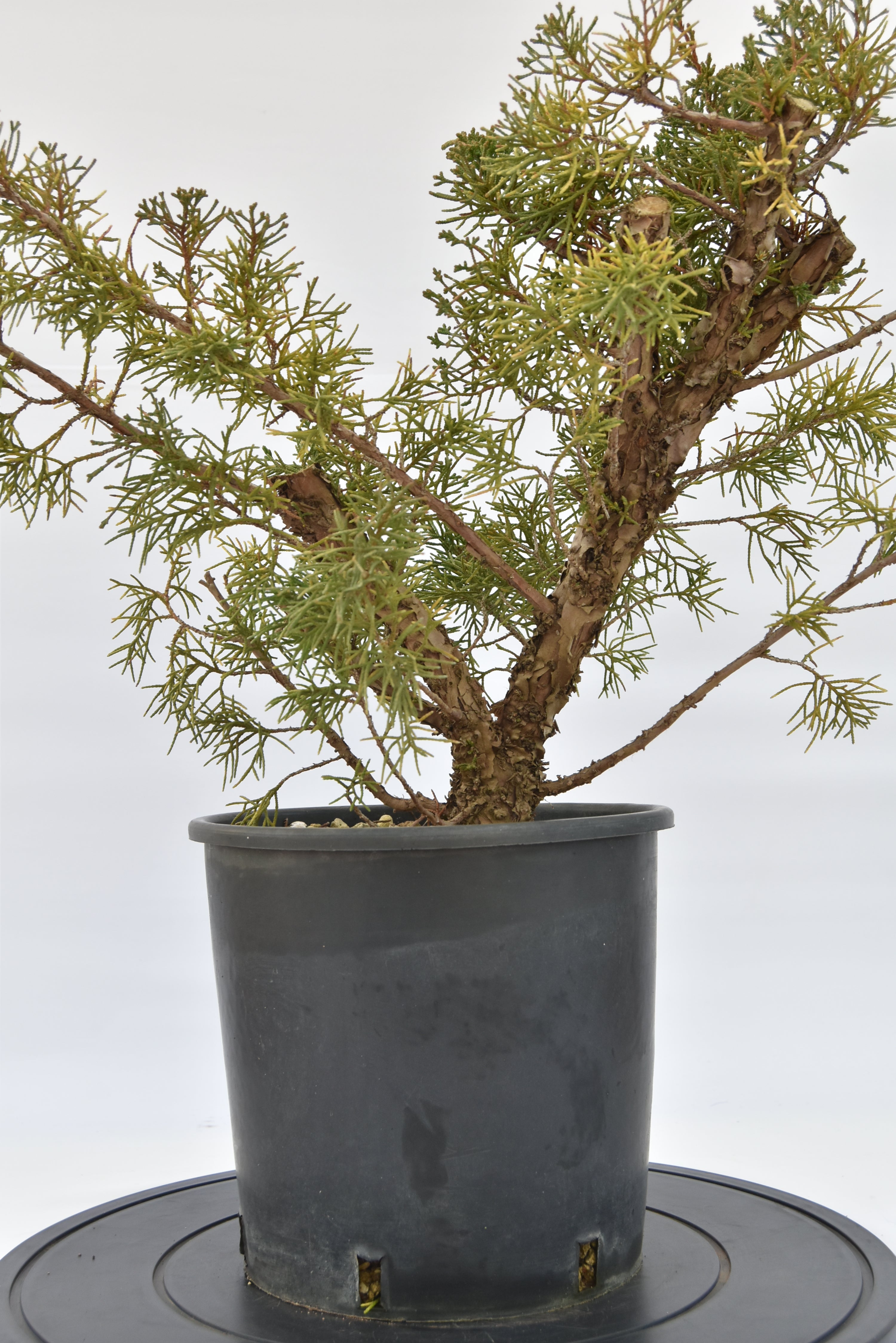 Ginepro Kishu €100 | La Gemma del bonsai