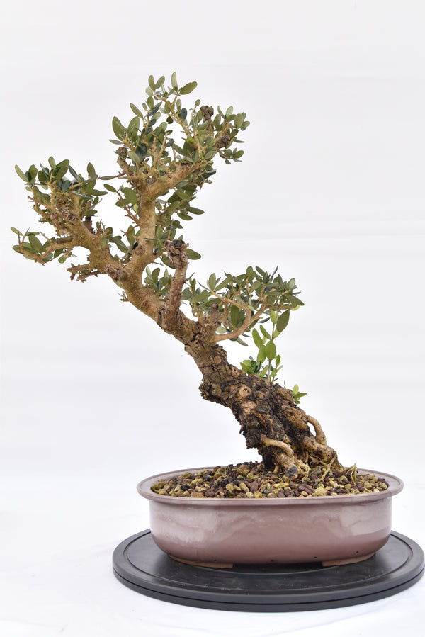 Olivo € 280 | La Gemma del bonsai