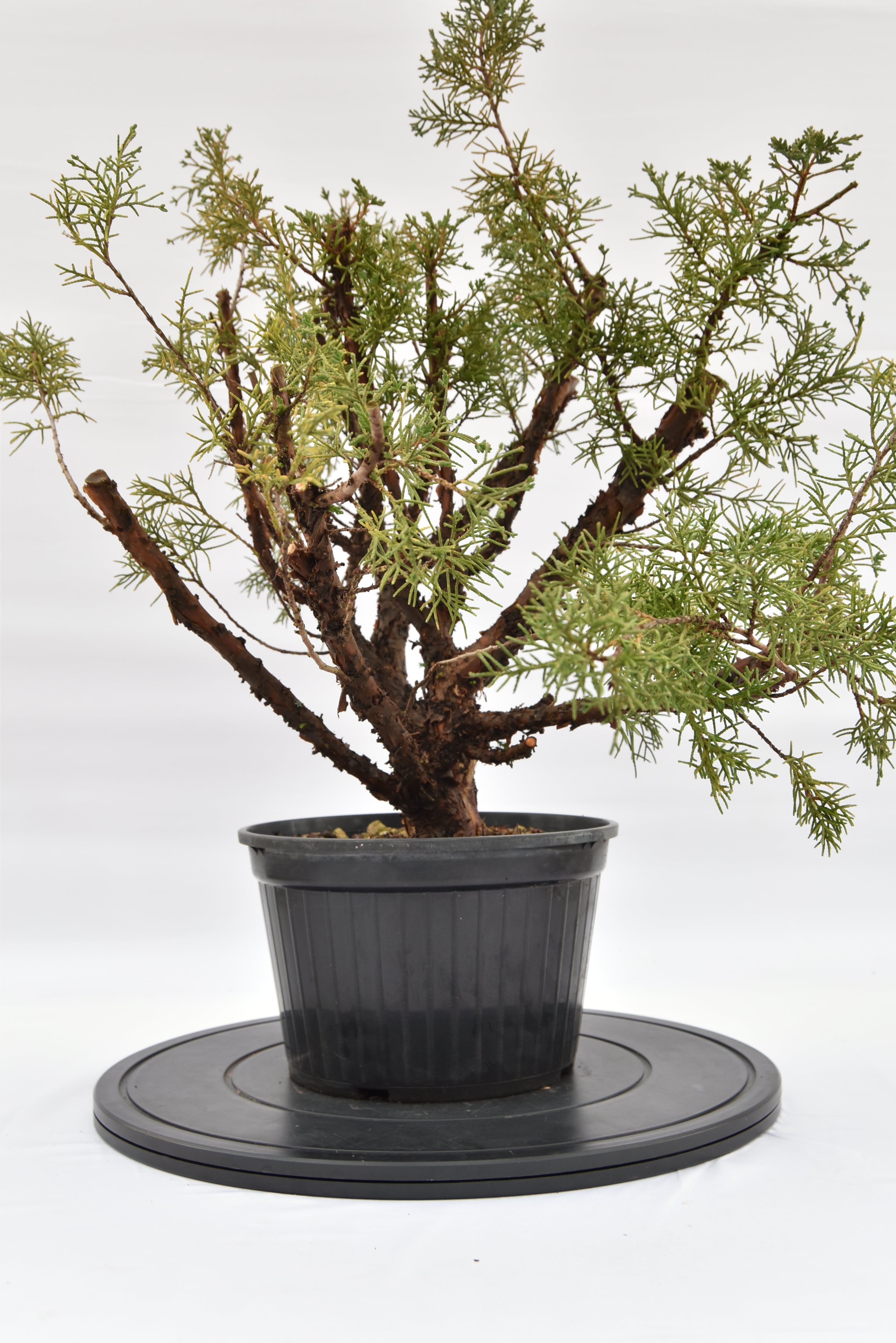 Ginepro Kishu € 100 | La Gemma del bonsai