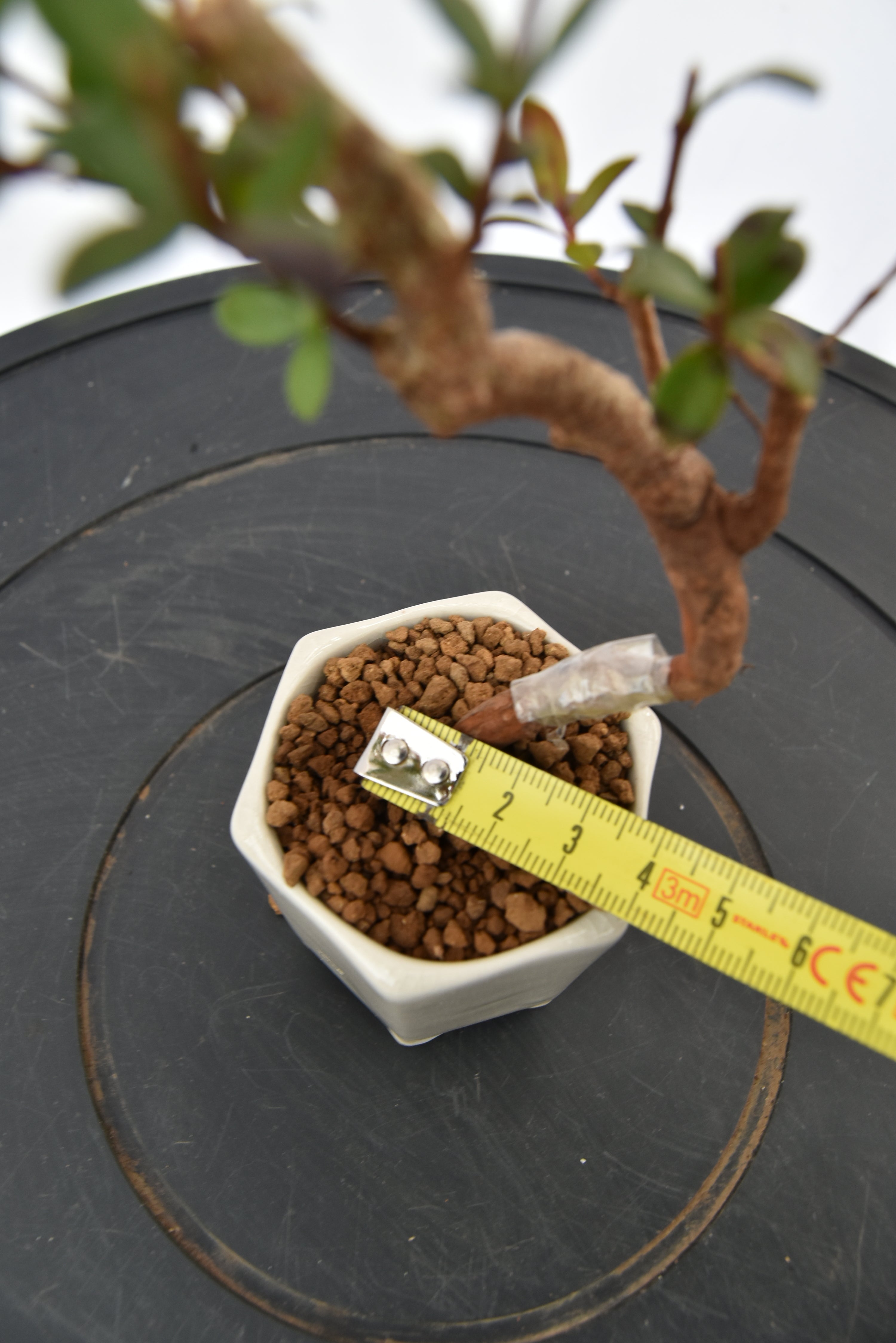 Mirto € 55 | La Gemma del bonsai