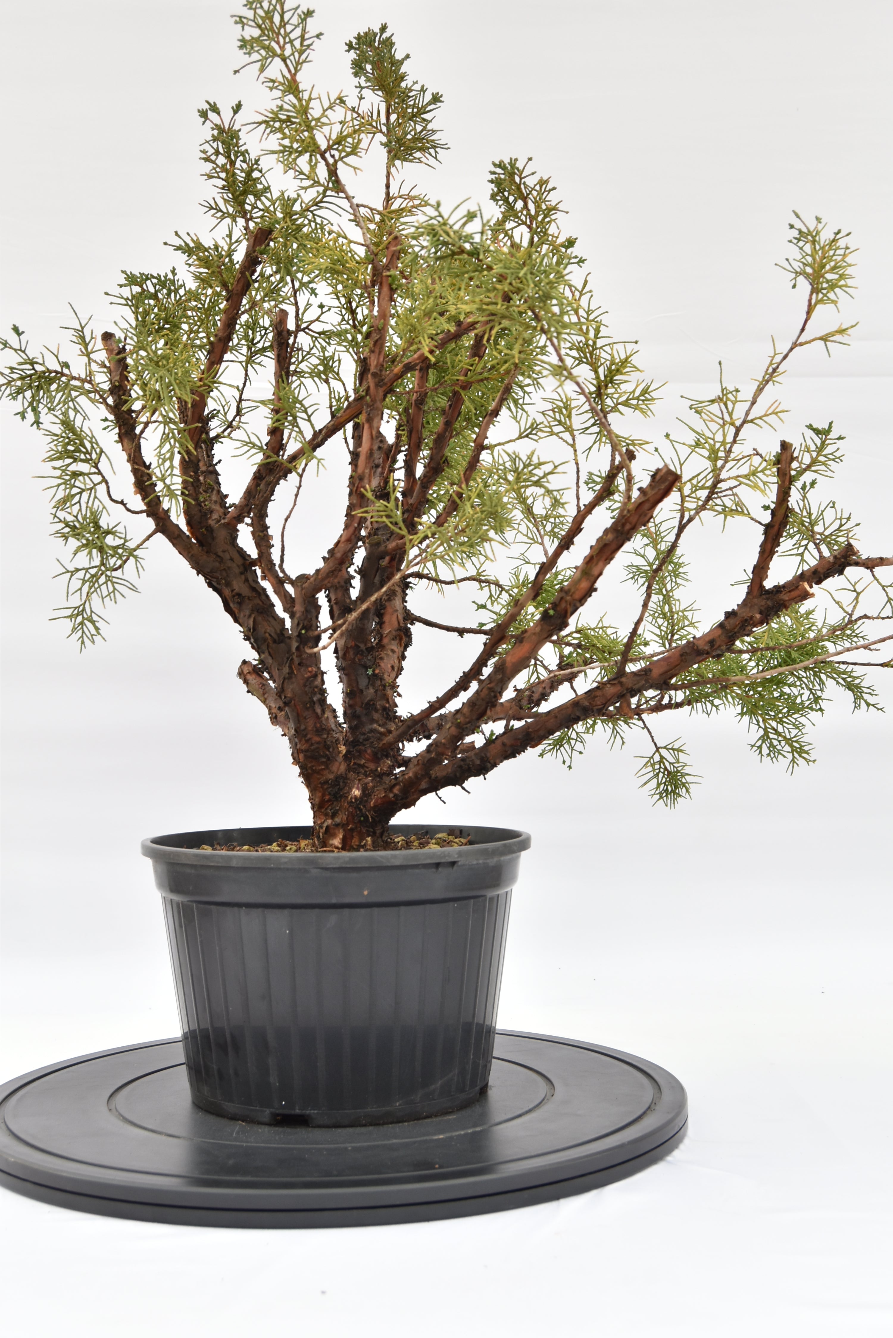 Ginepro Kishu € 100 | La Gemma del bonsai