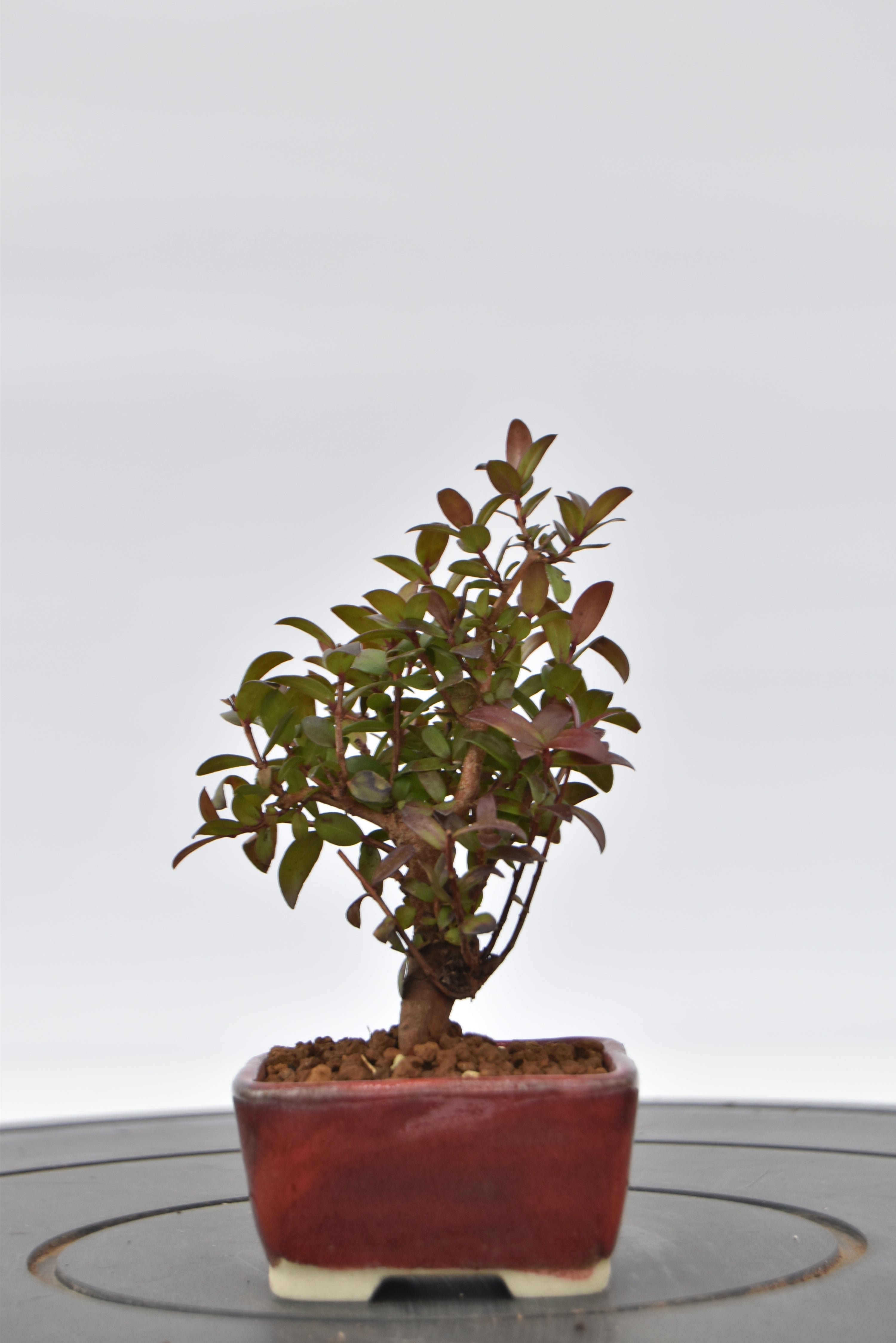 Mirto € 55 | La Gemma del bonsai