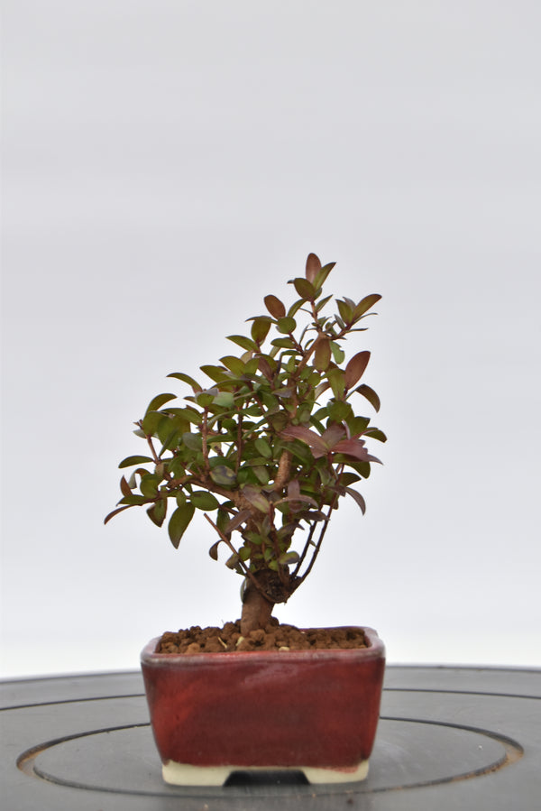 Mirto € 55 | La Gemma del bonsai