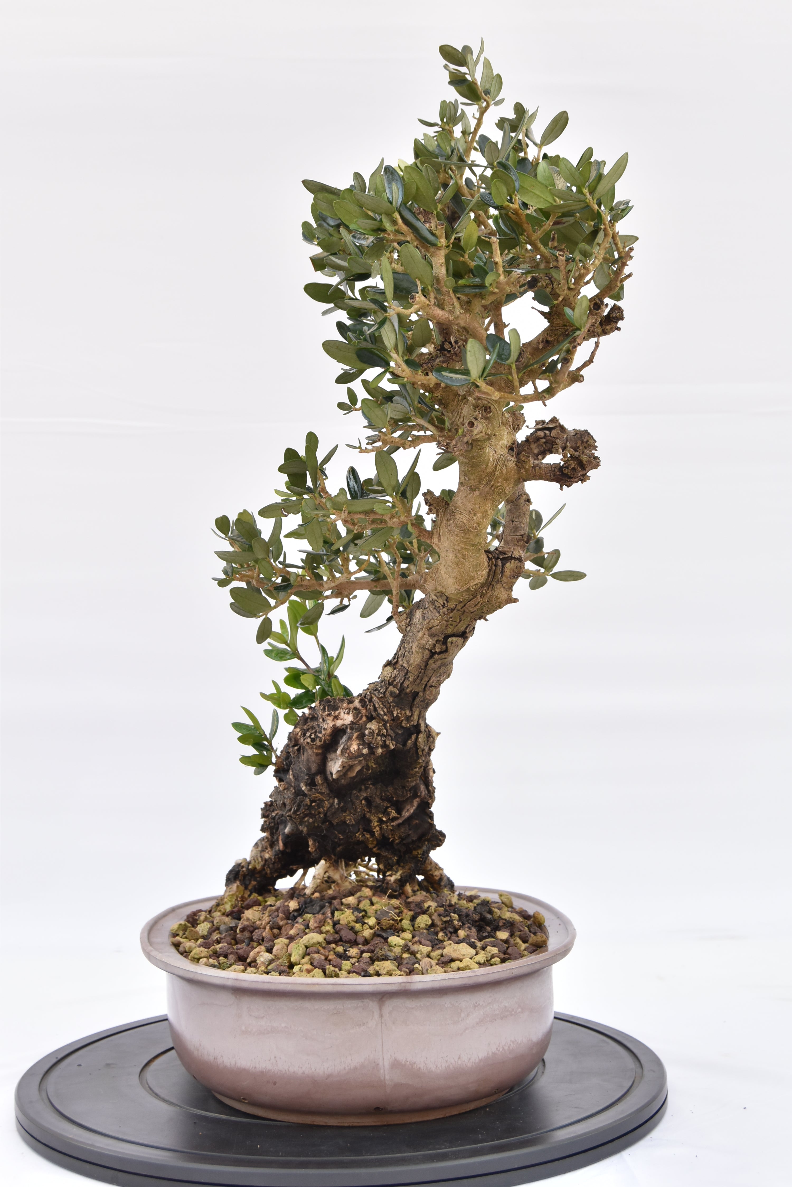 Olivo € 280 | La Gemma del bonsai