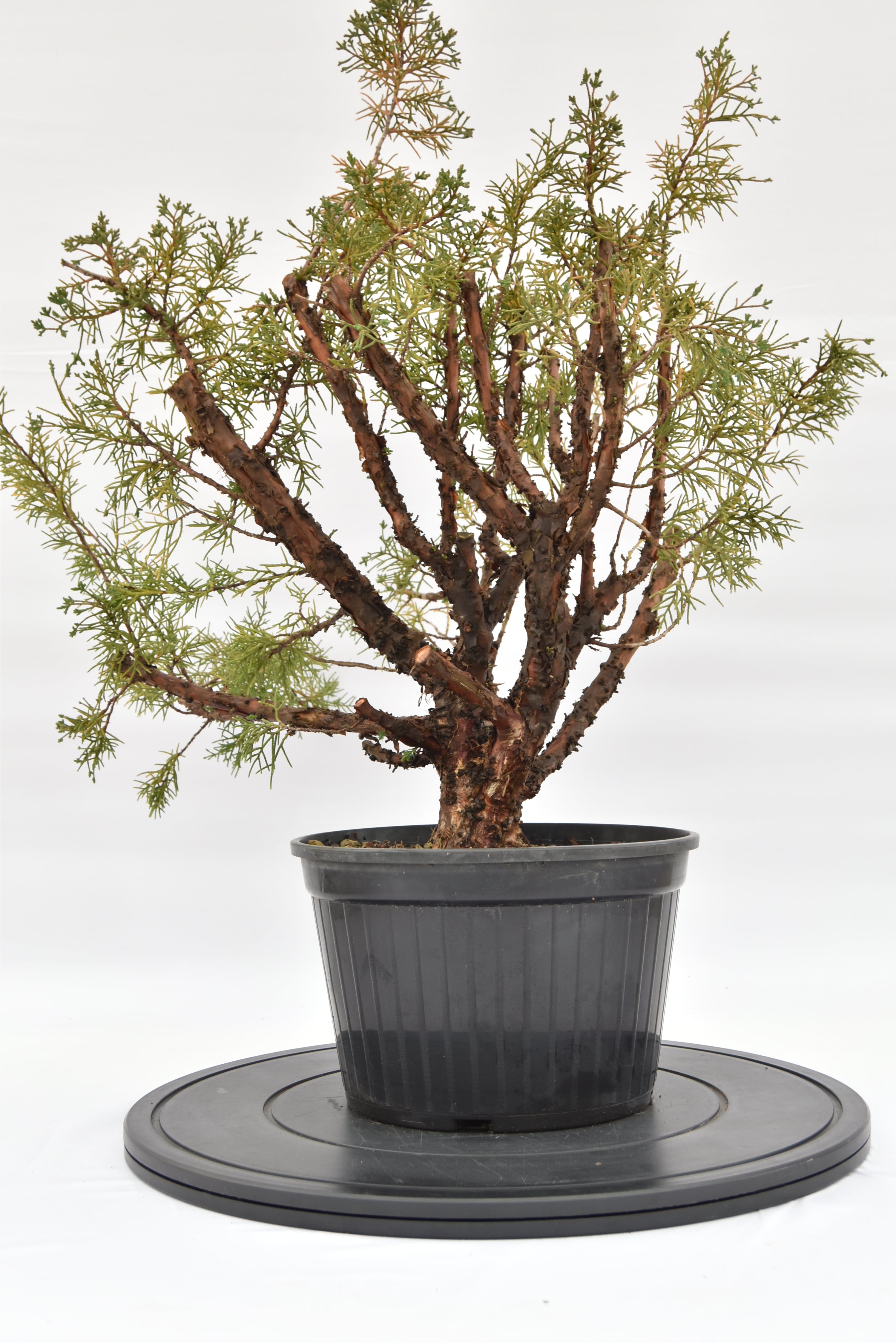 Ginepro Kishu € 100 | La Gemma del bonsai