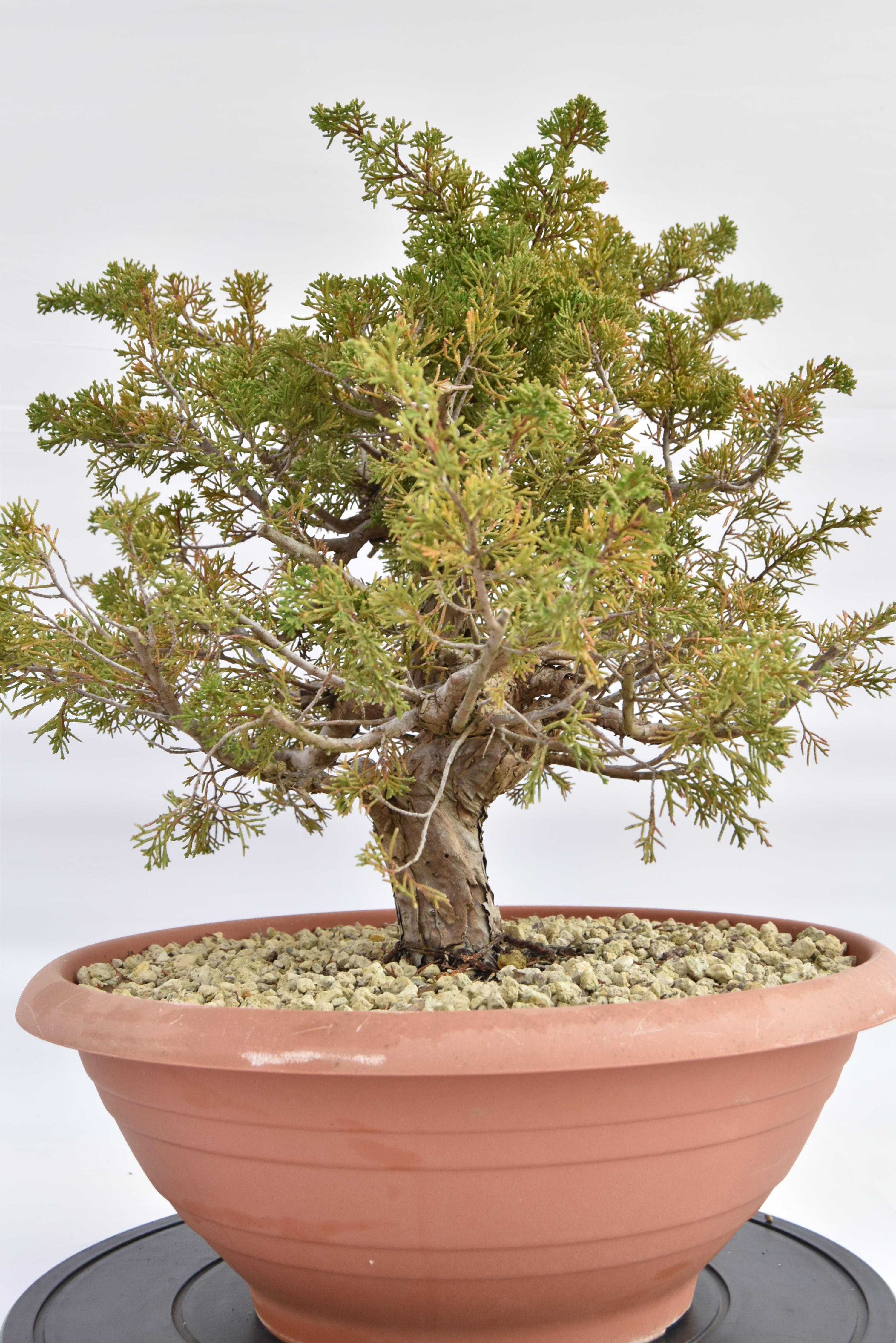Ginepro Itoigawa € 380 | La Gemma del bonsai